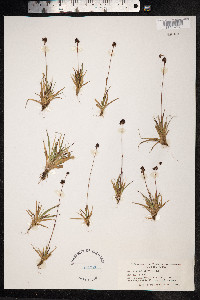 Luzula nivalis image