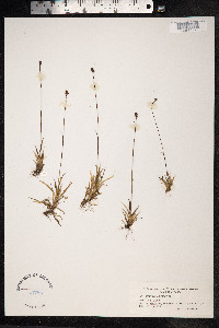 Luzula nivalis image