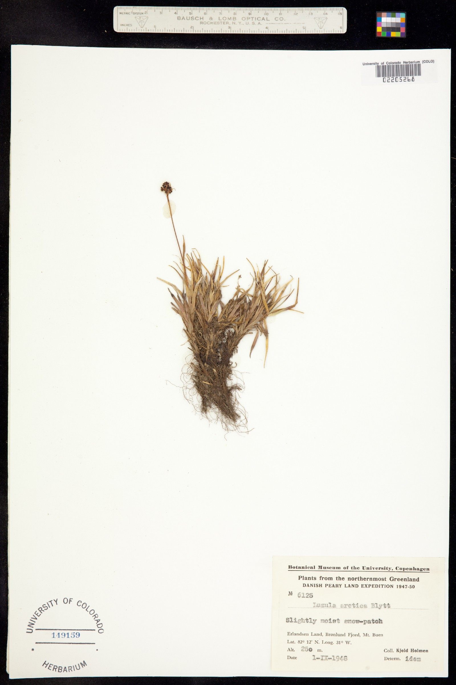 Luzula nivalis image