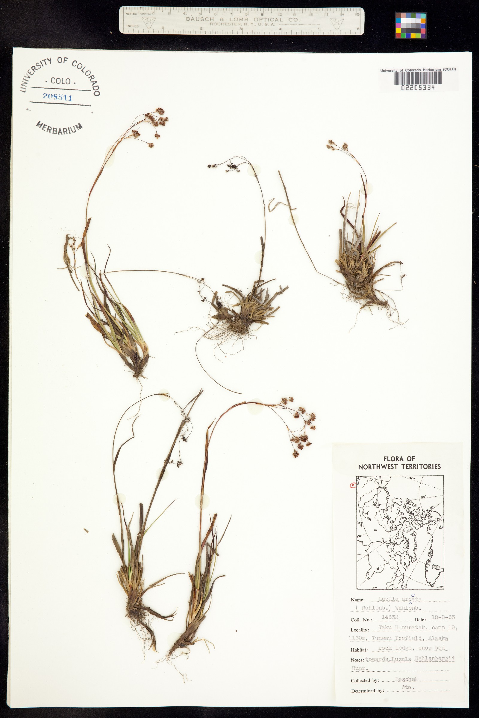 Luzula arcuata image