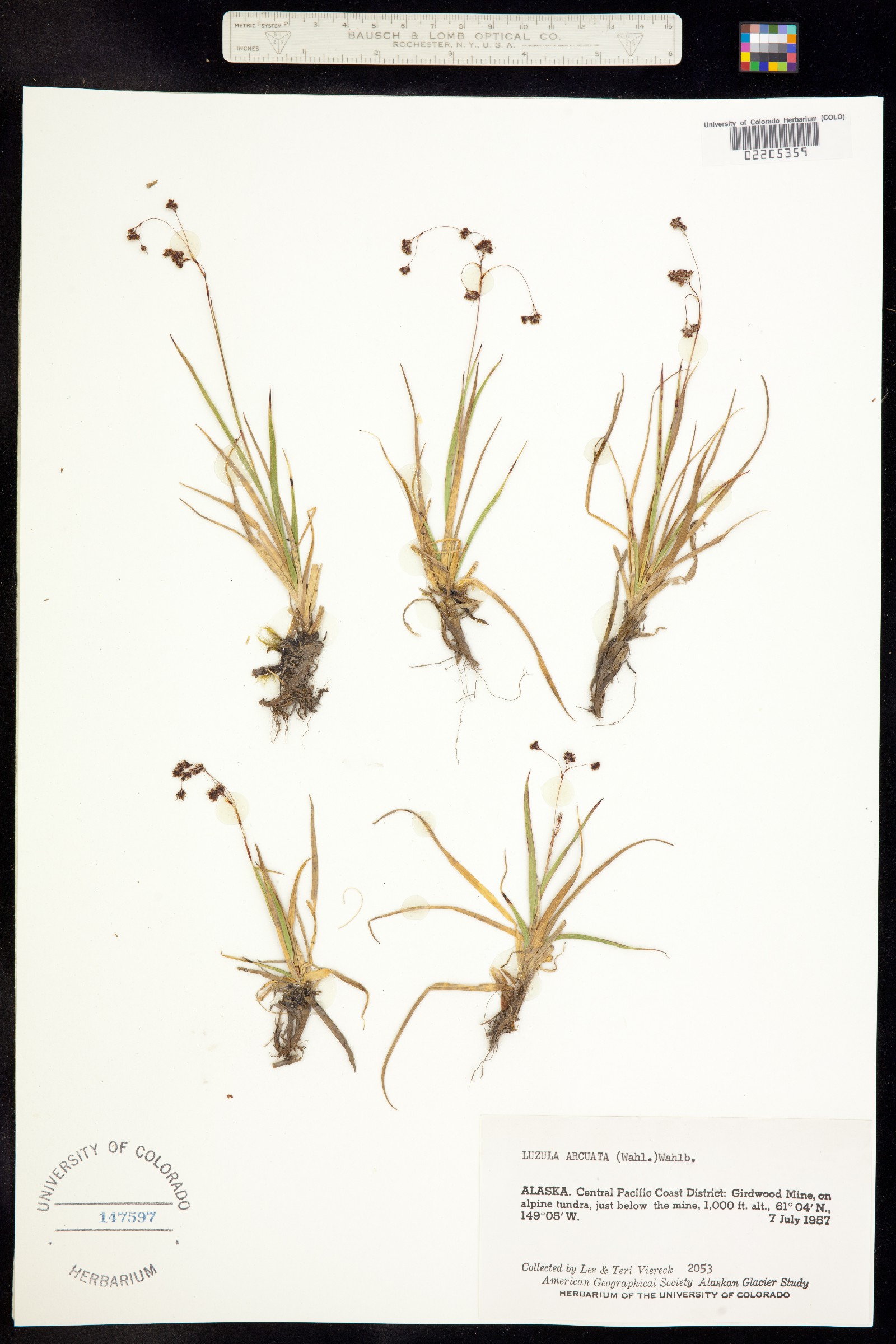 Luzula arcuata image