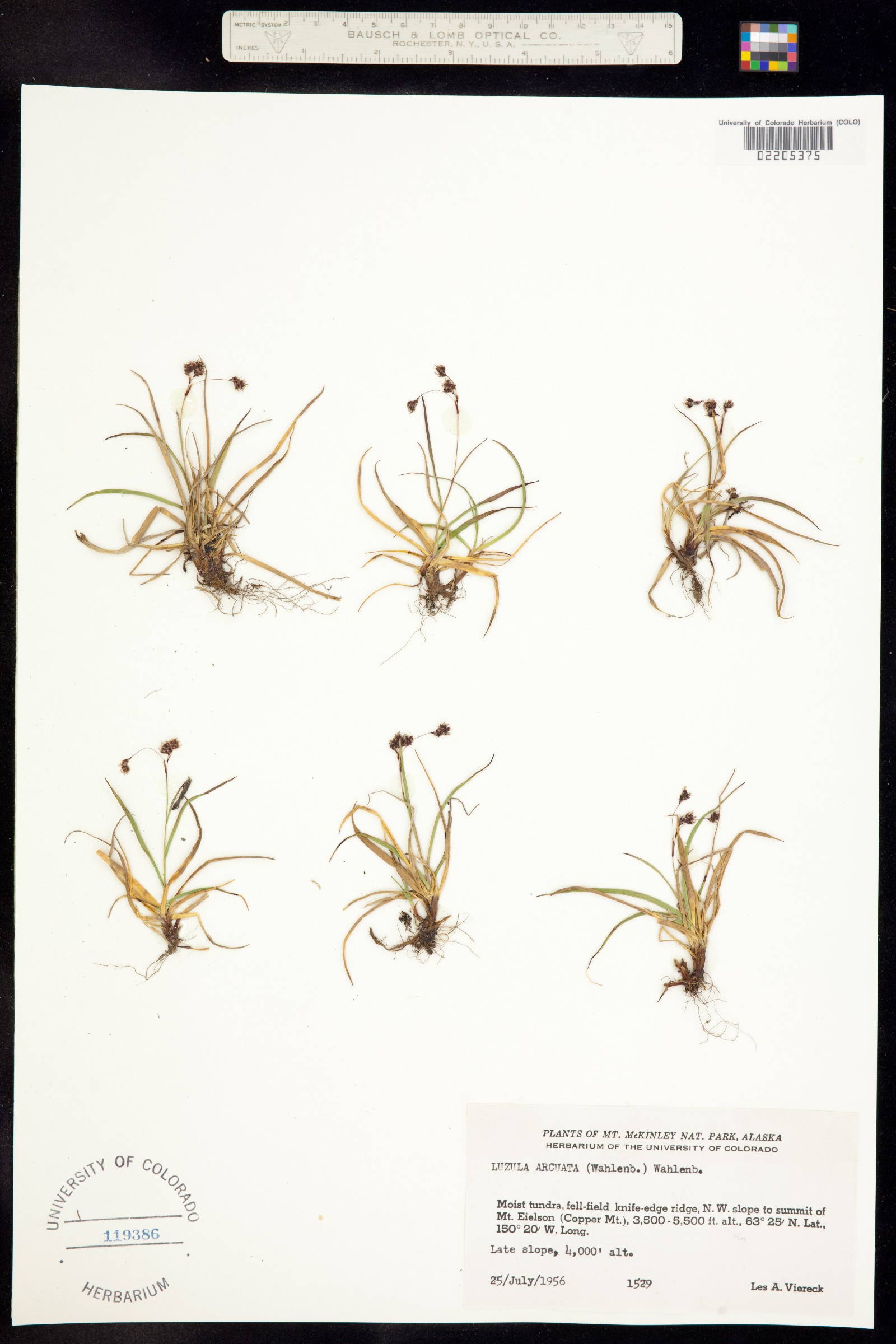 Luzula arcuata image