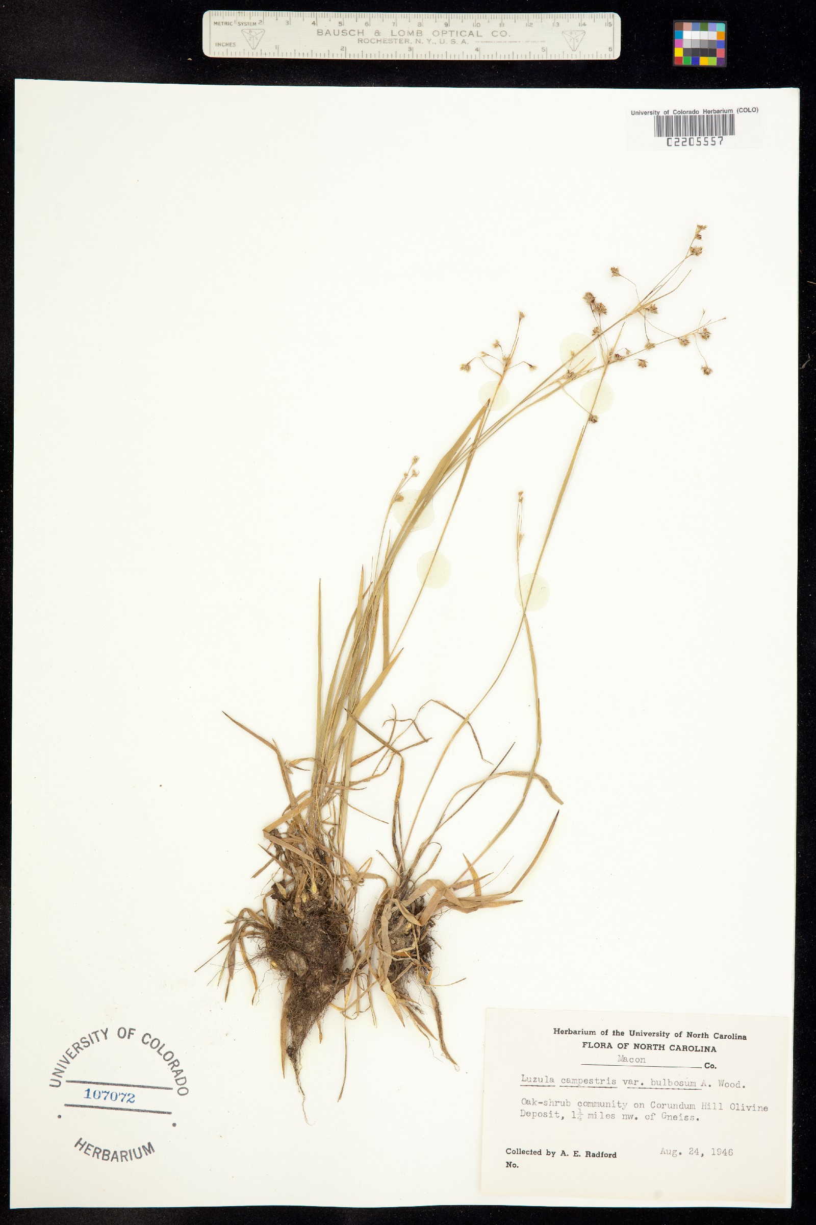 Luzula campestris image