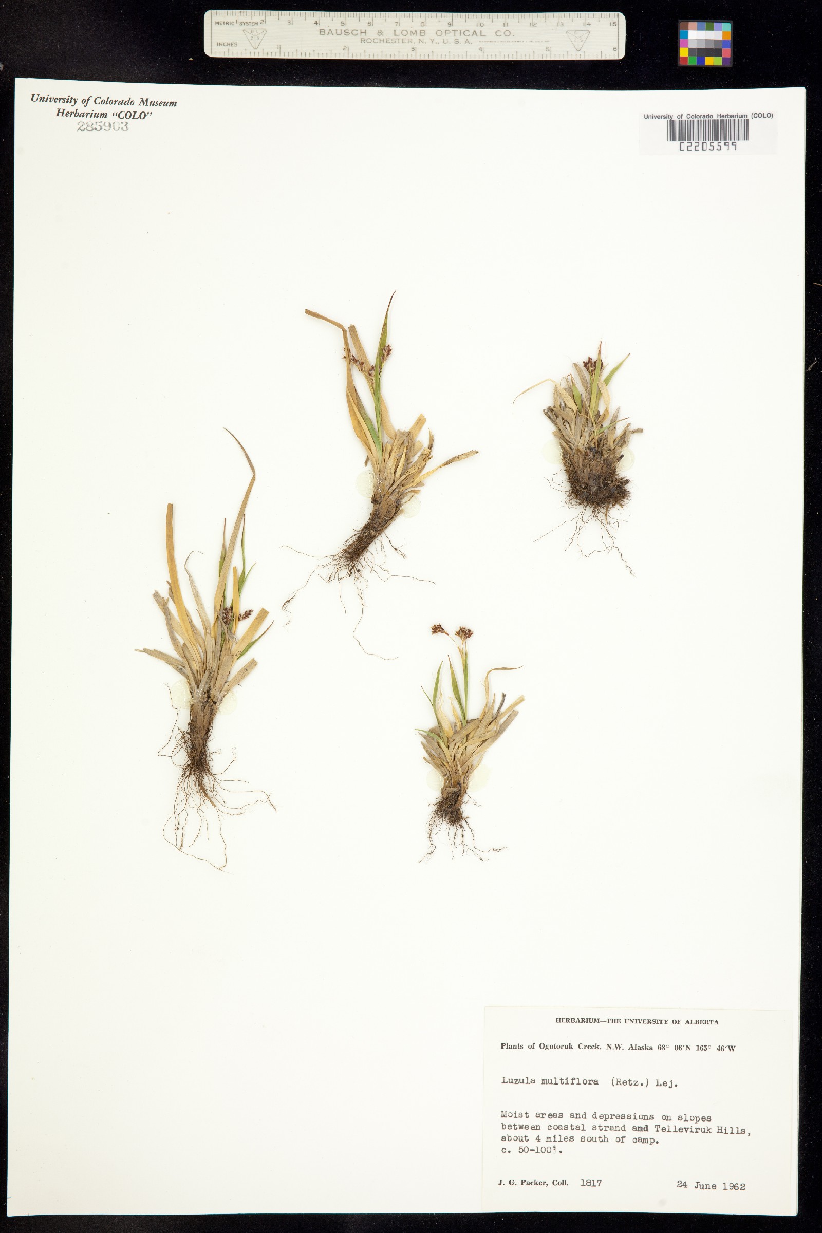 Luzula campestris image