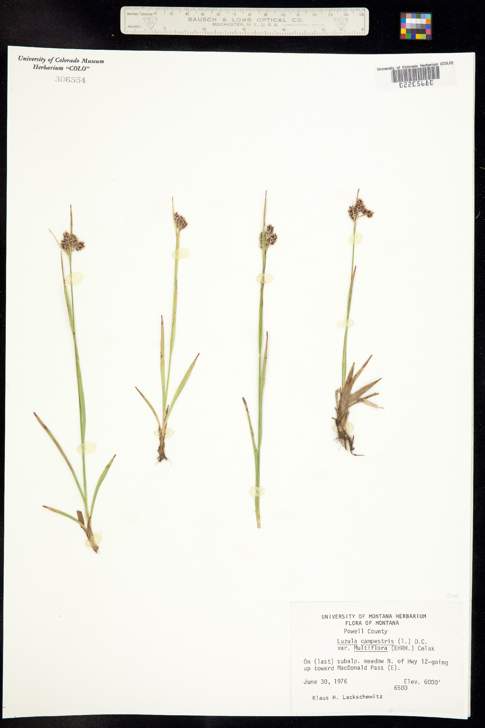 Luzula campestris image
