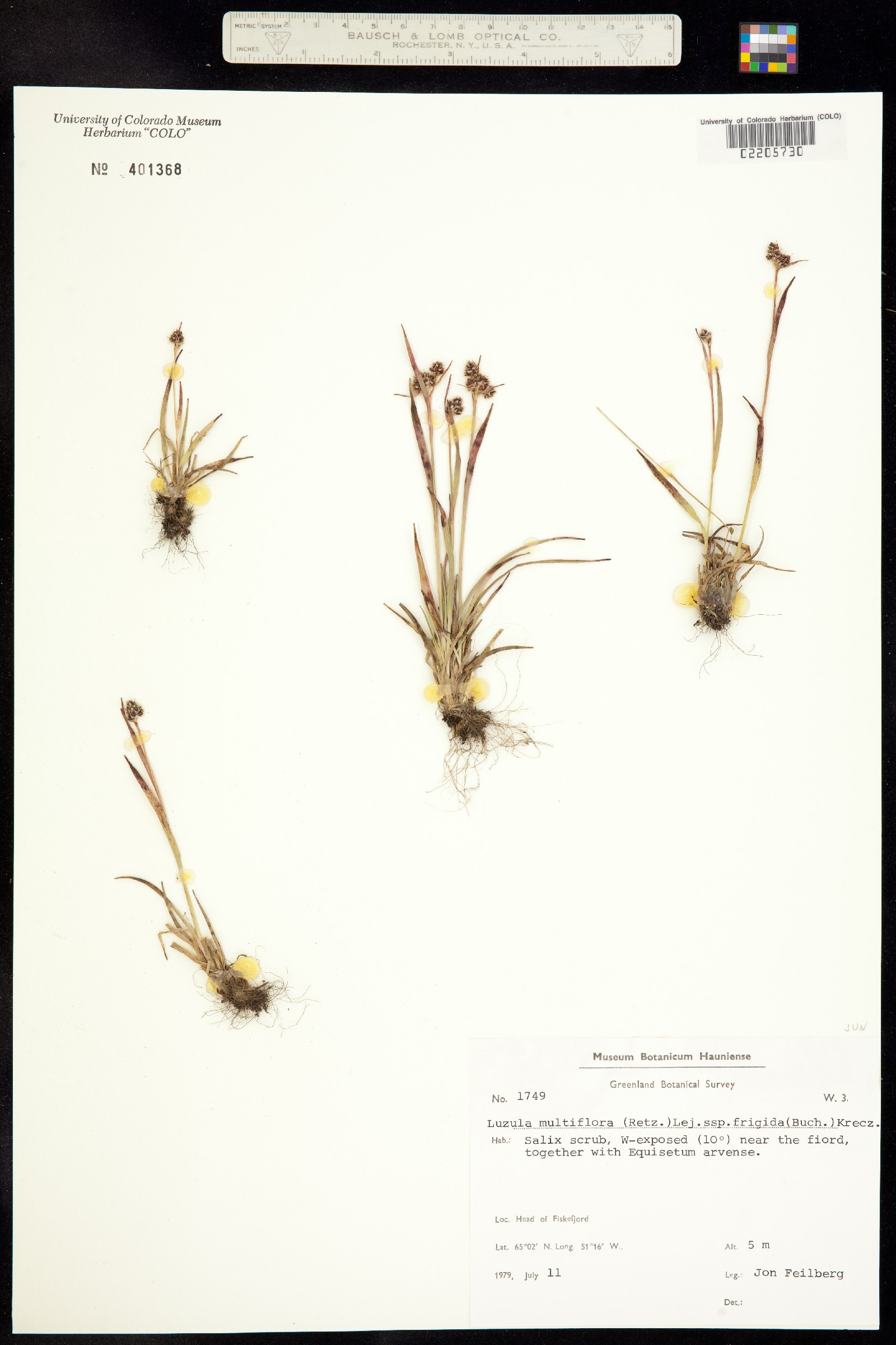 Luzula campestris image