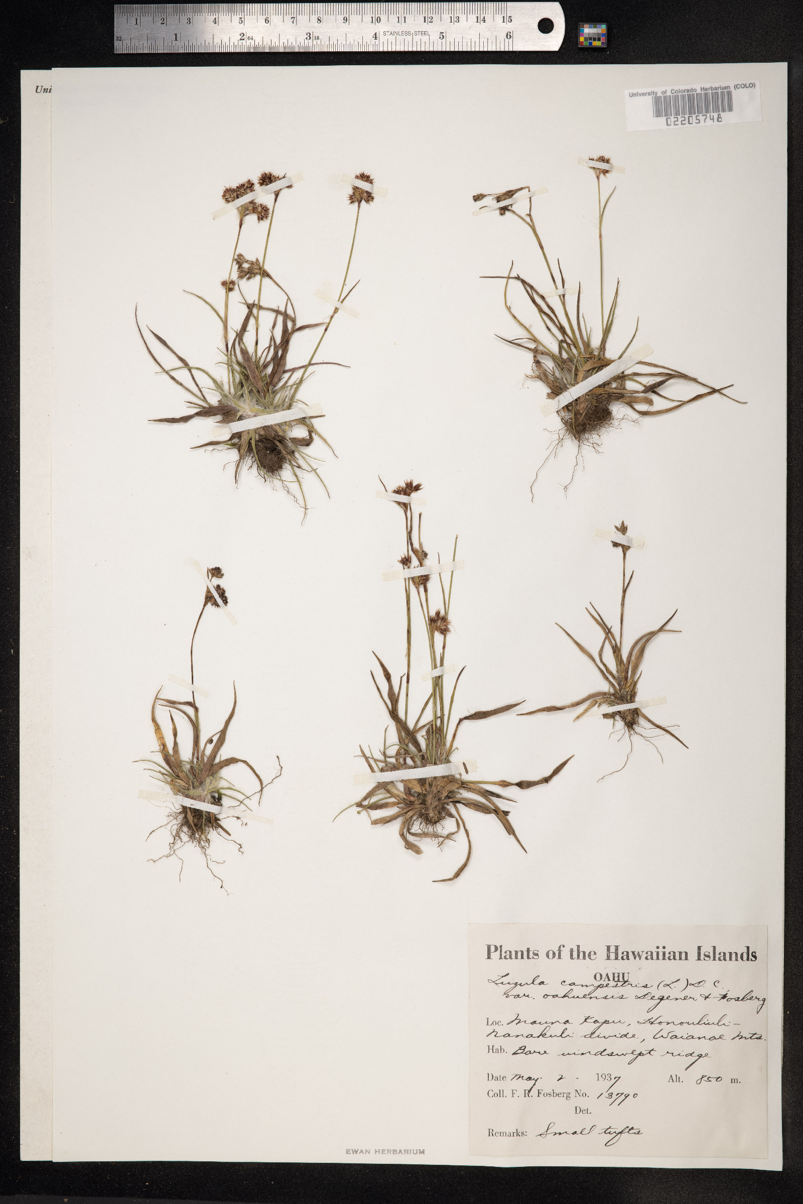 Luzula campestris image