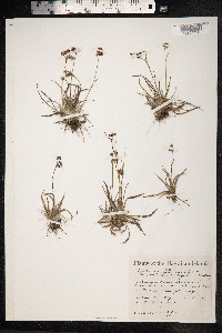 Luzula campestris image