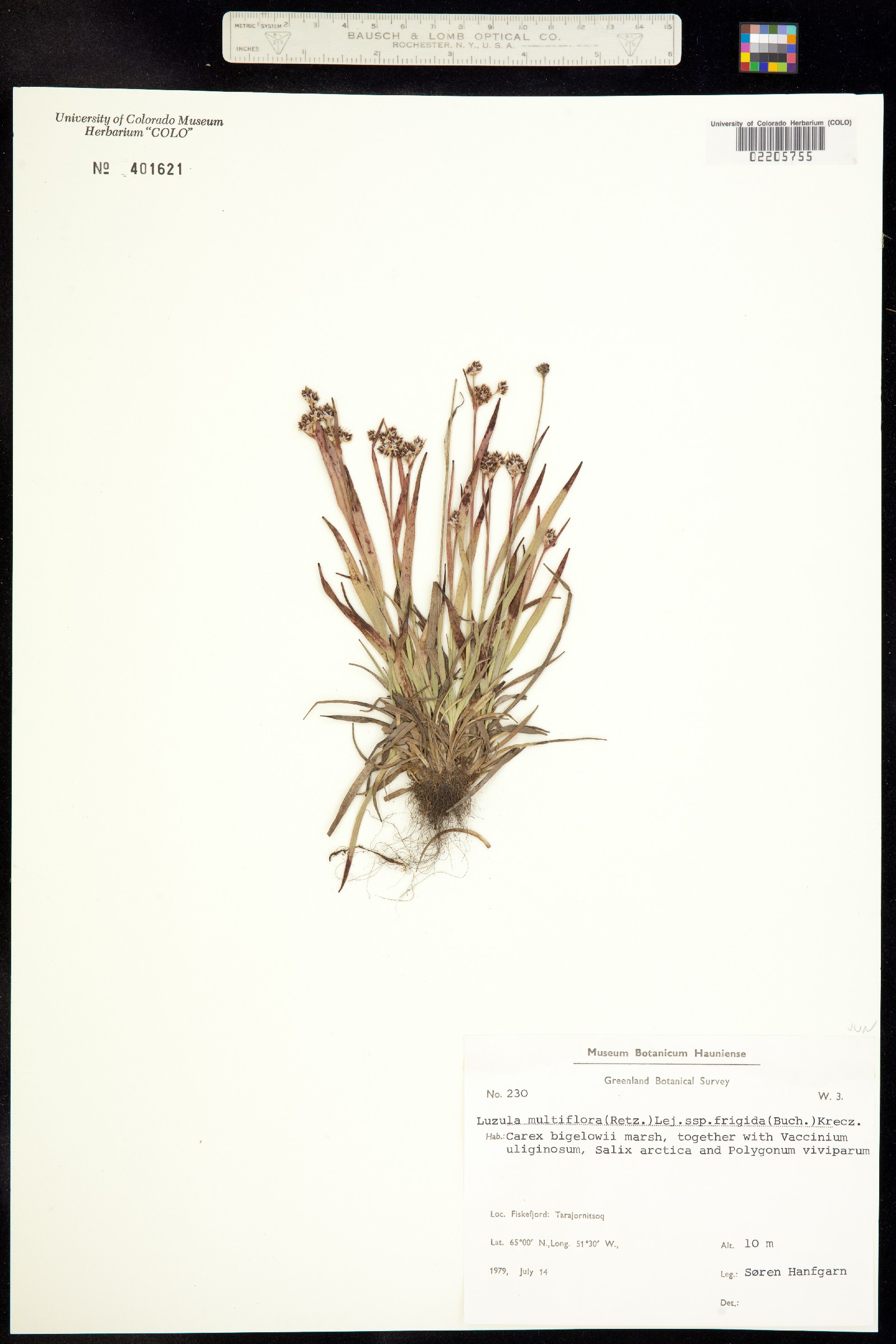 Luzula campestris image
