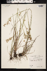 Luzula campestris image