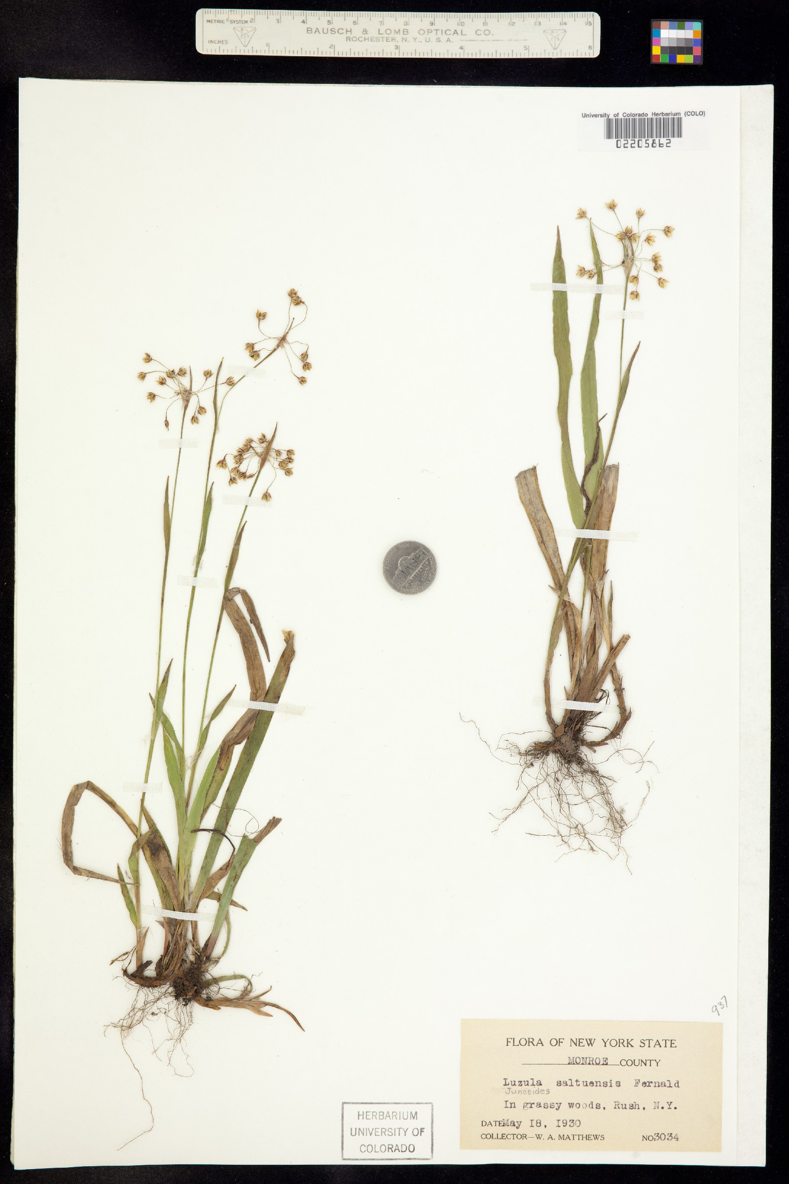 Luzula acuminata var. carolinae image