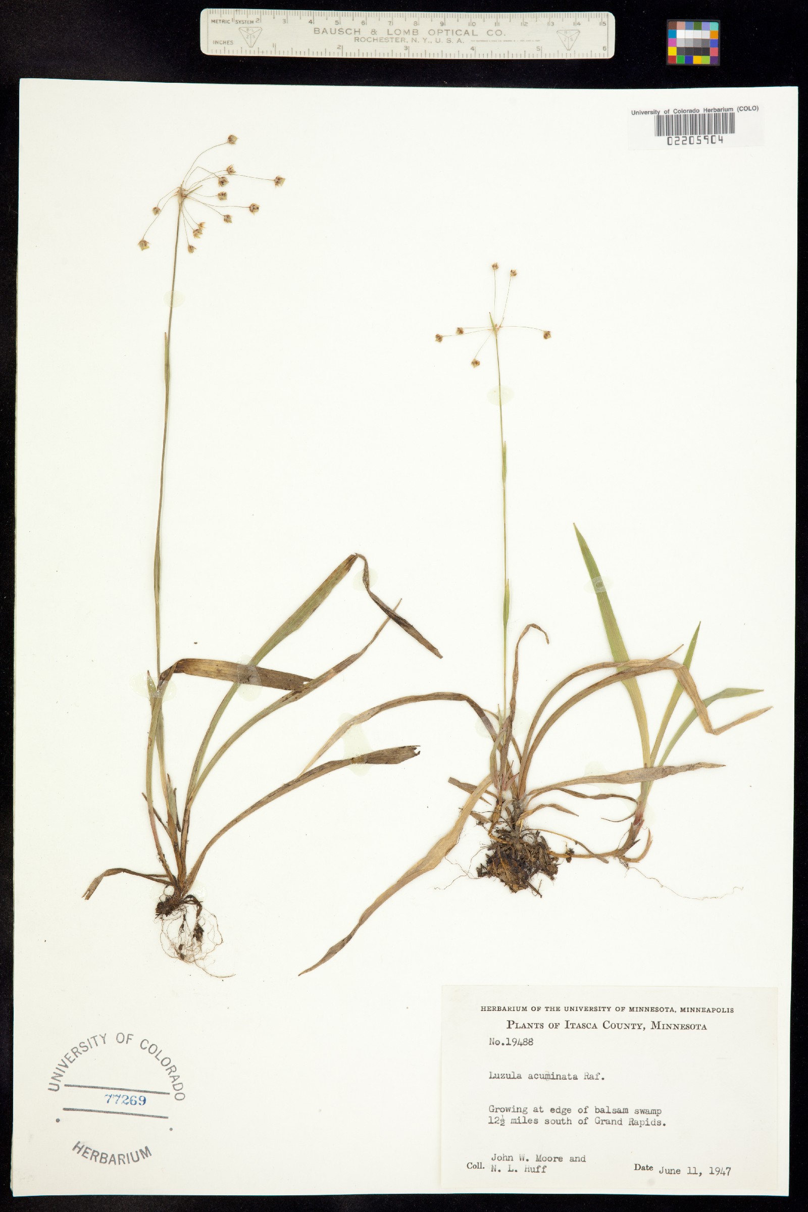 Luzula acuminata var. carolinae image