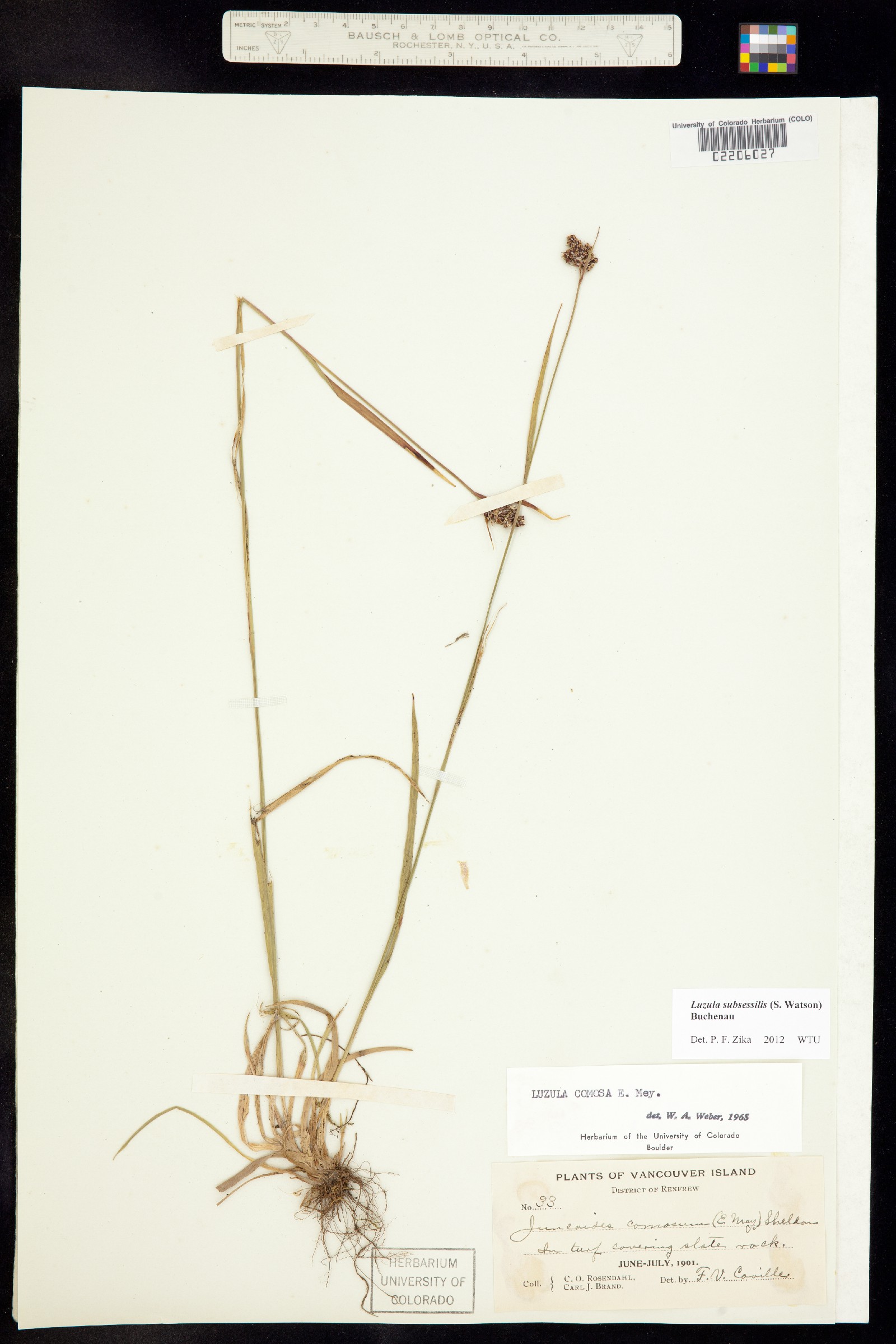 Luzula comosa image