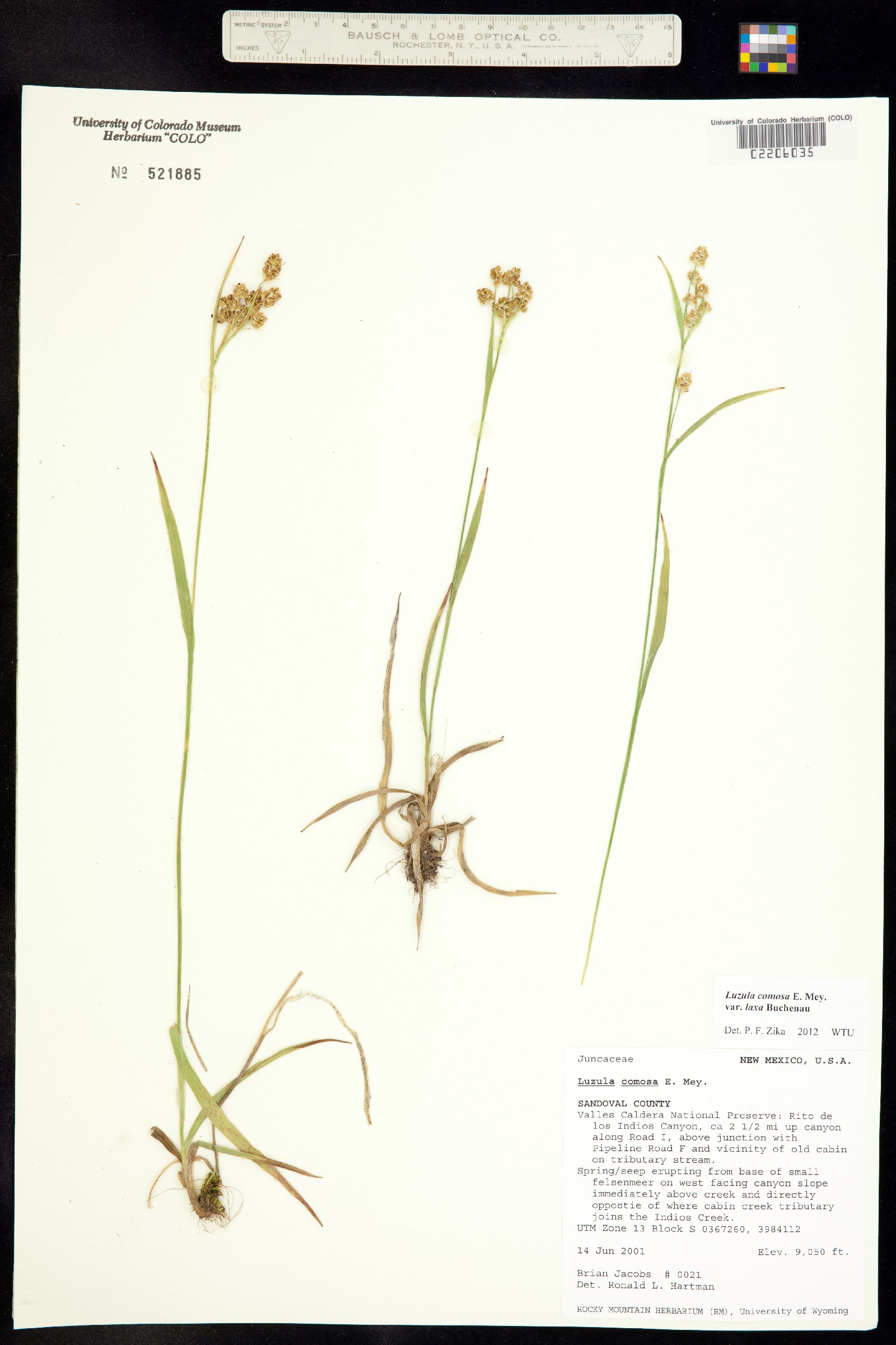 Luzula comosa image