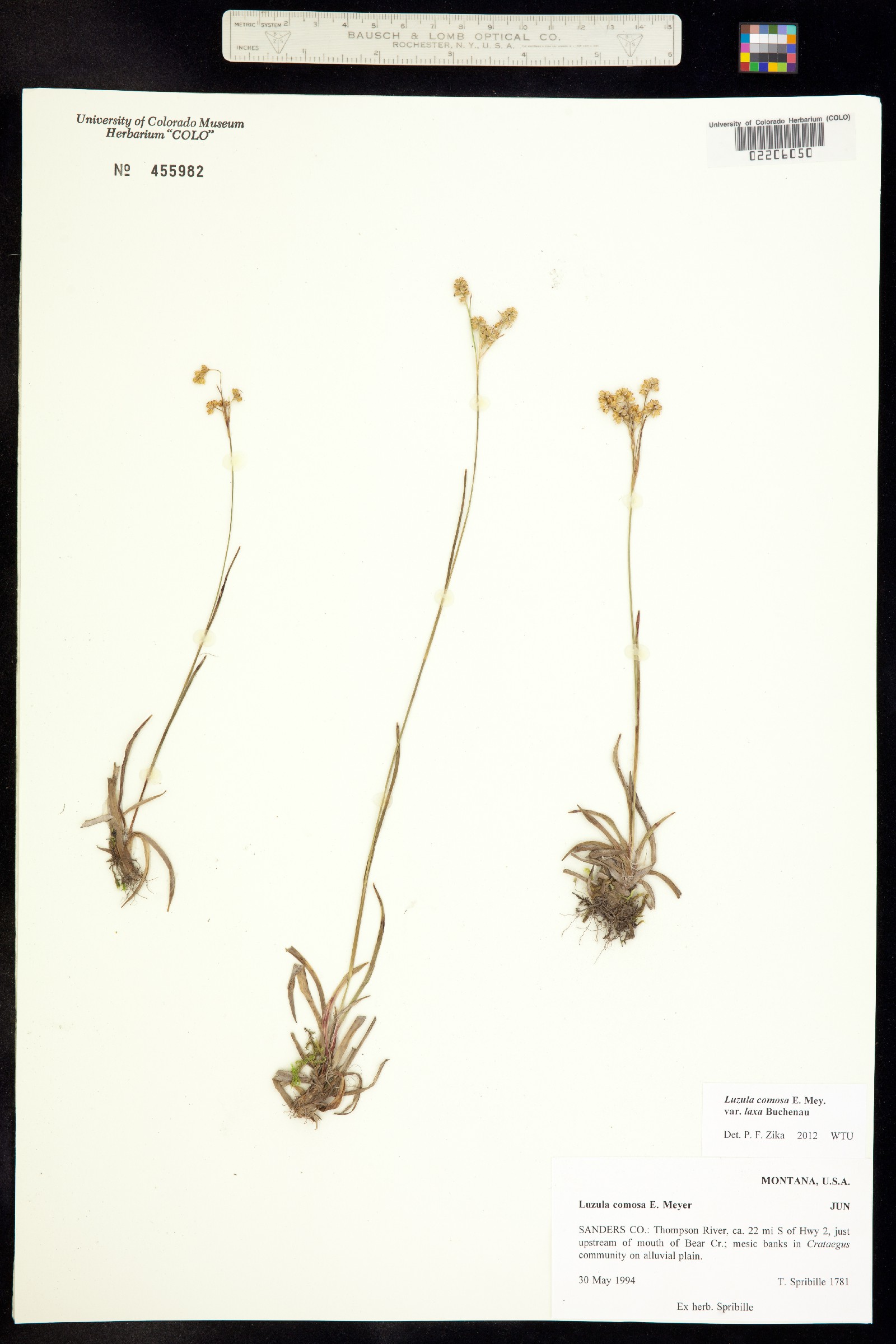Luzula comosa image