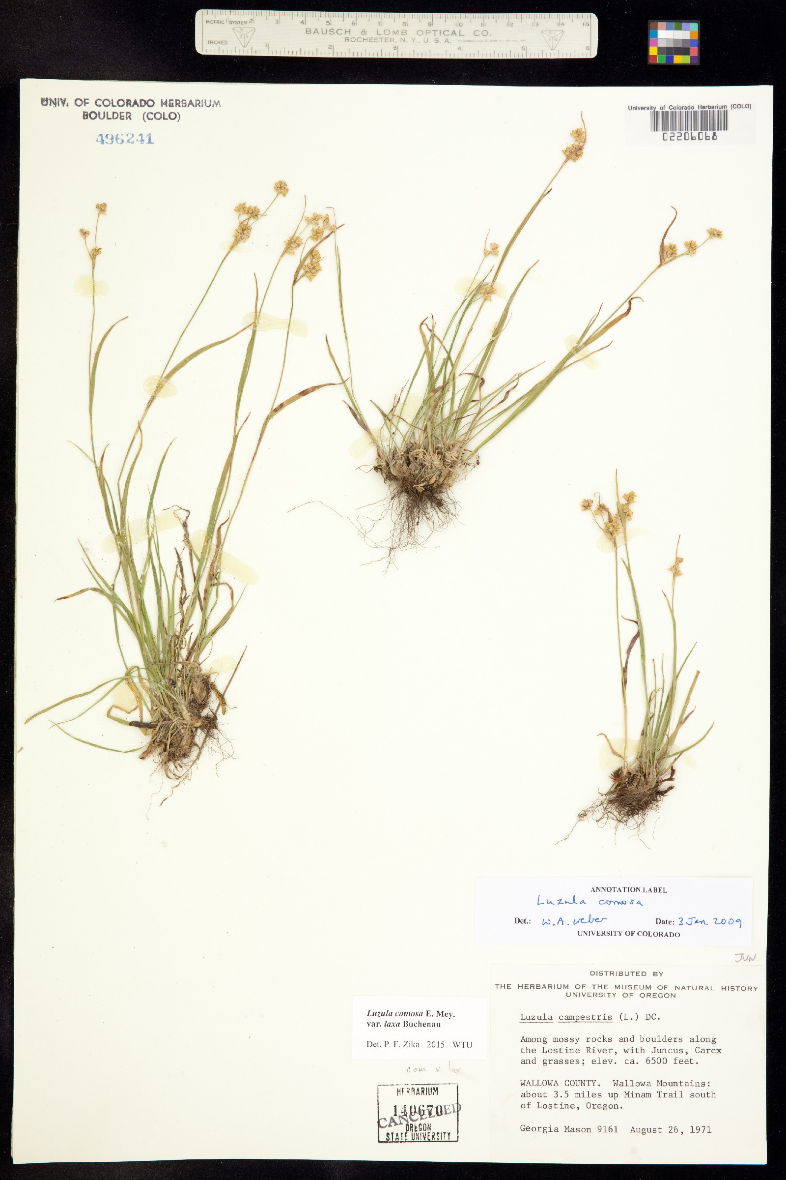 Luzula comosa image