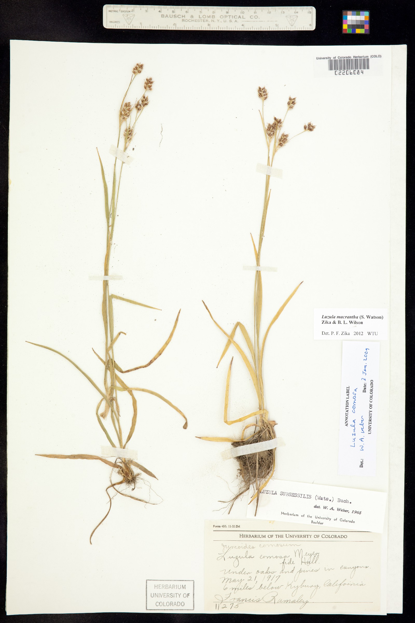 Luzula comosa image