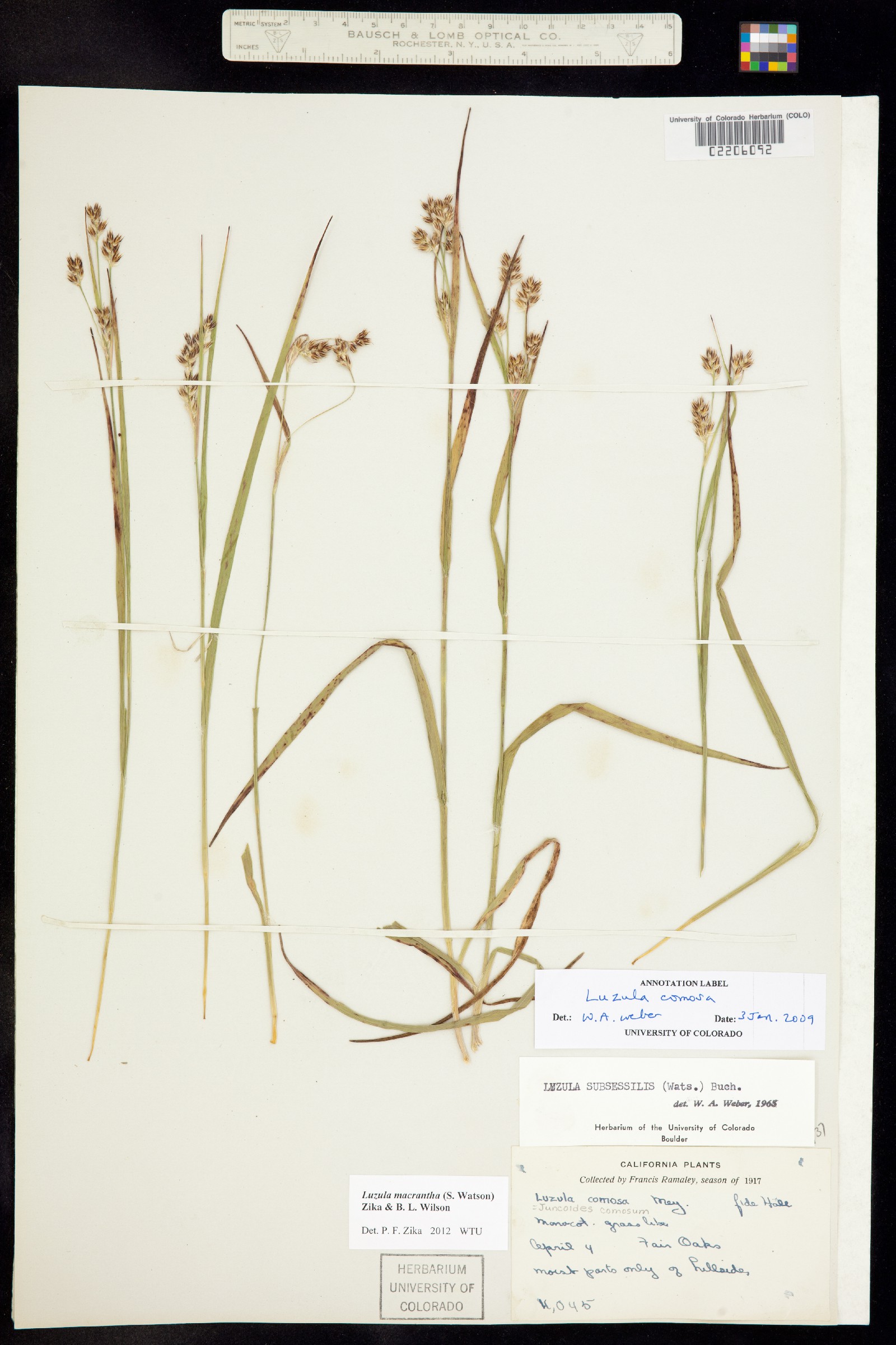 Luzula comosa image