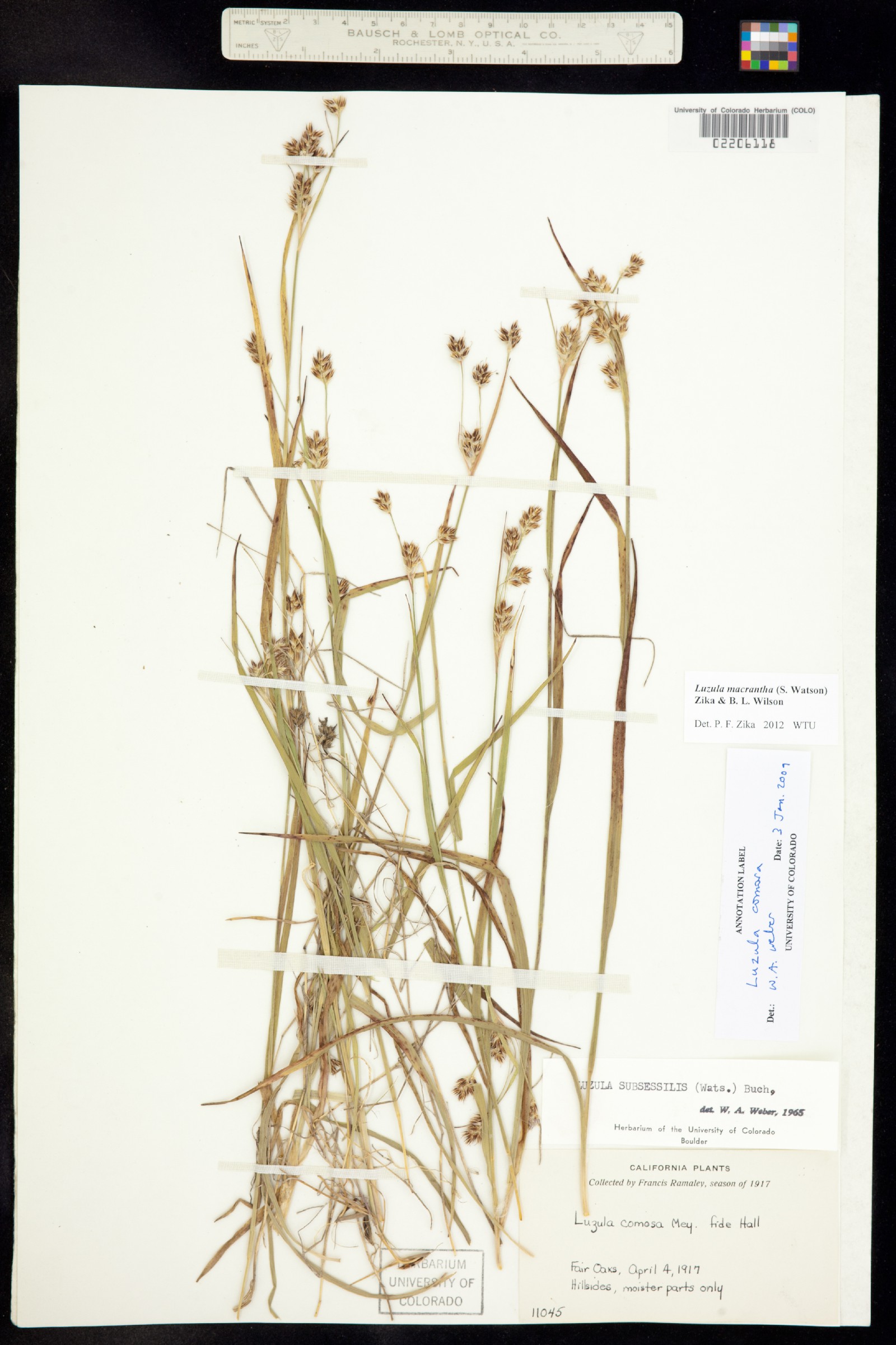 Luzula comosa image