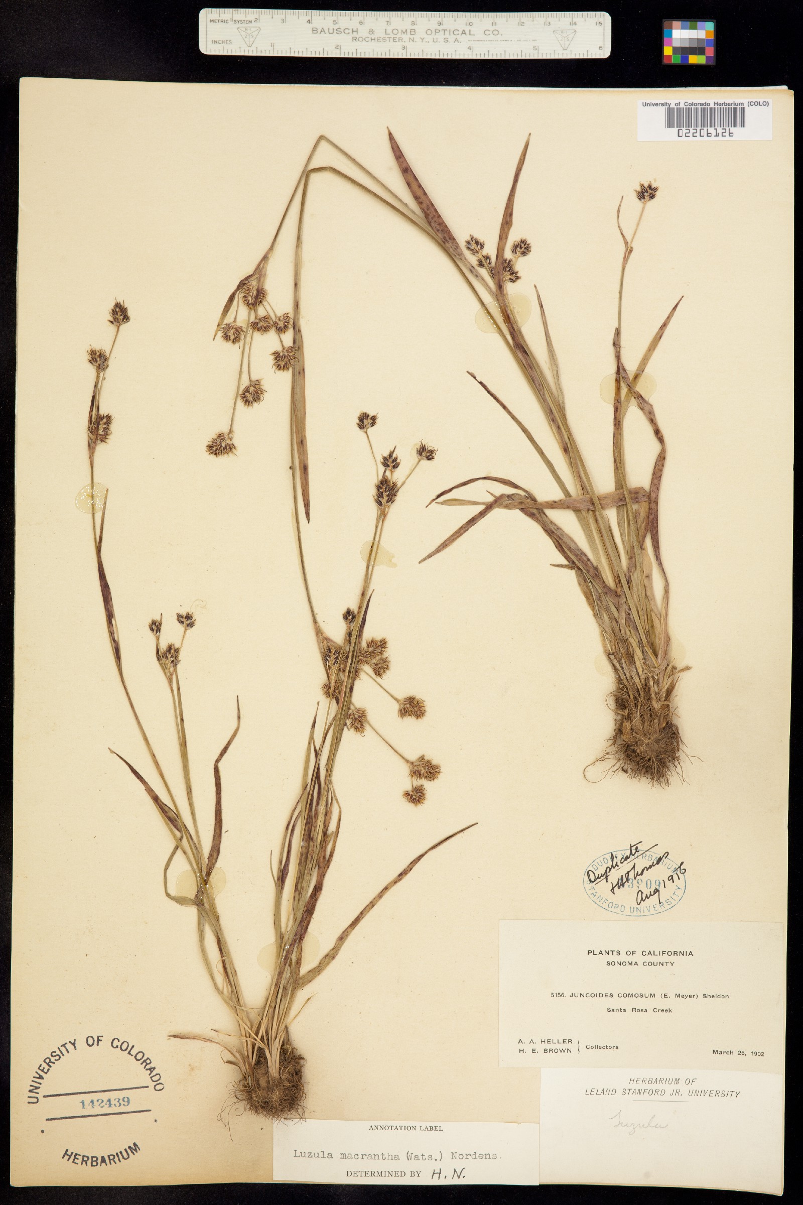 Luzula comosa image