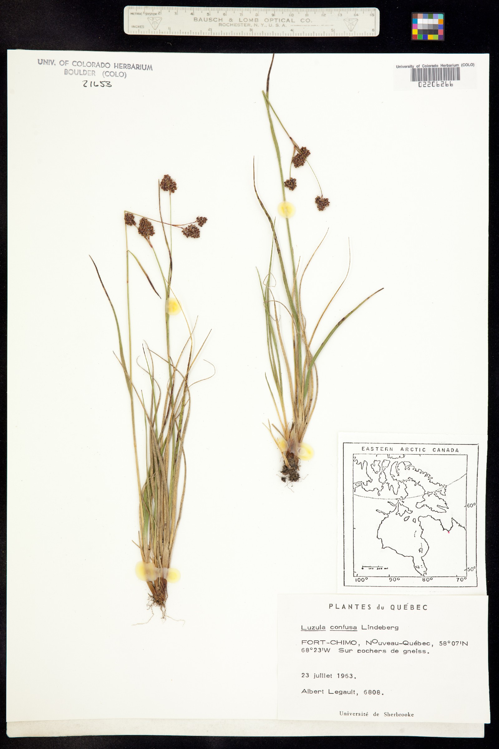 Luzula confusa image