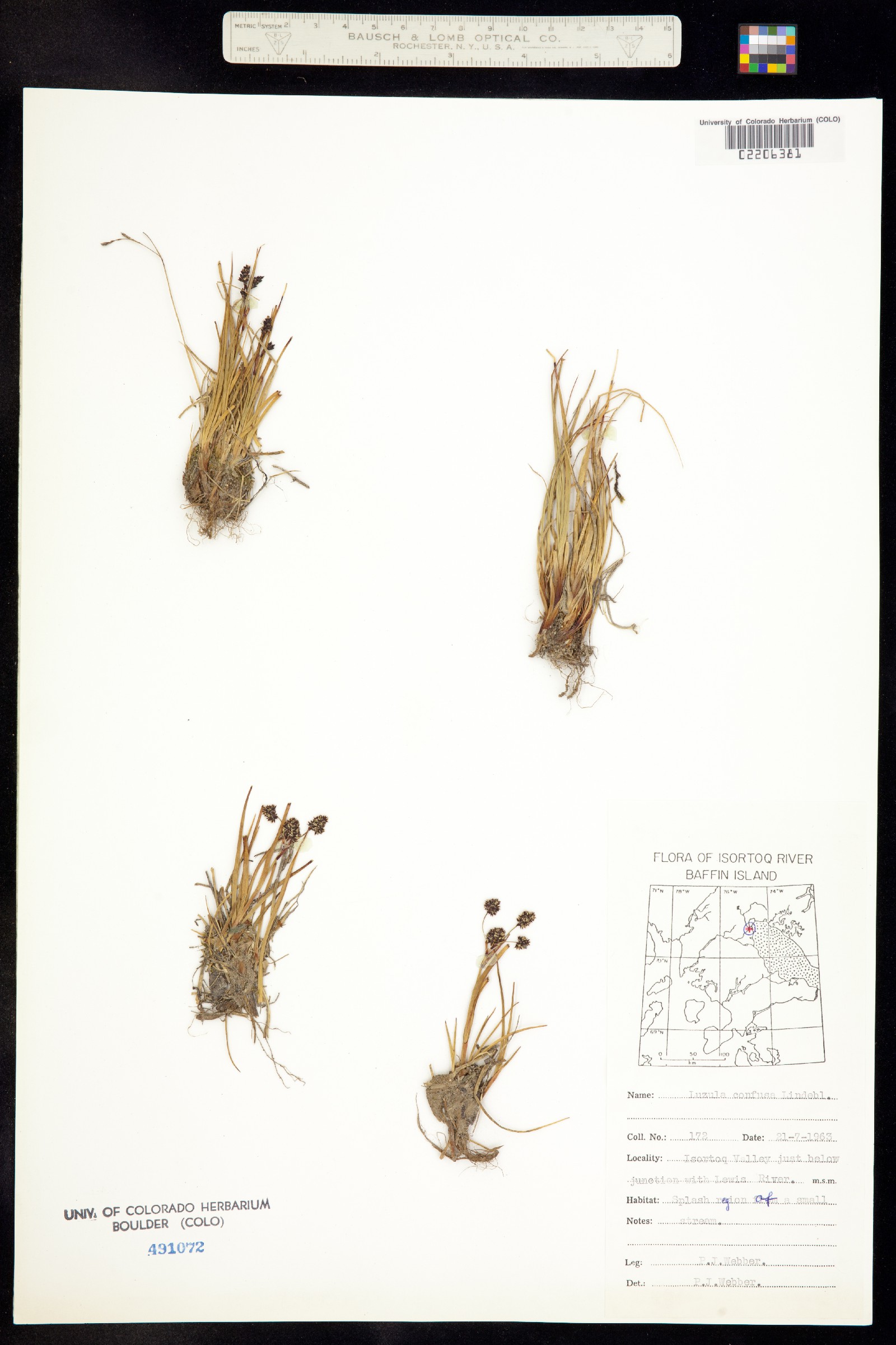 Luzula confusa image