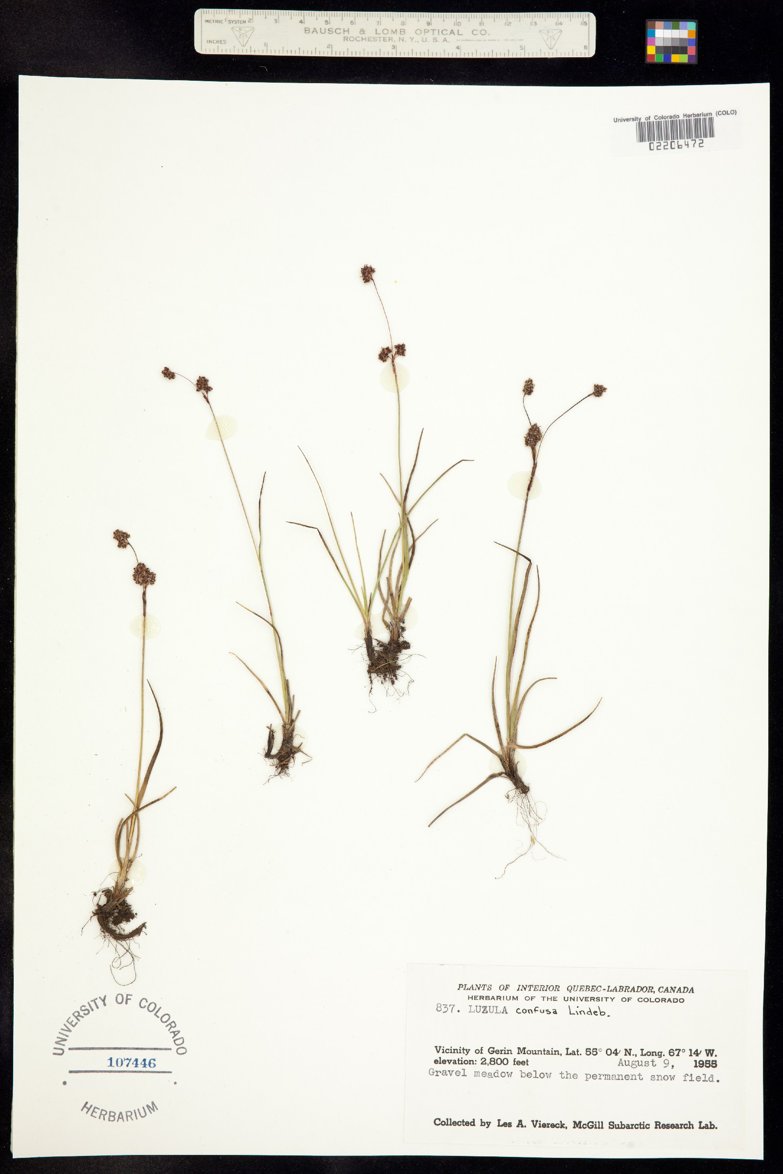 Luzula confusa image