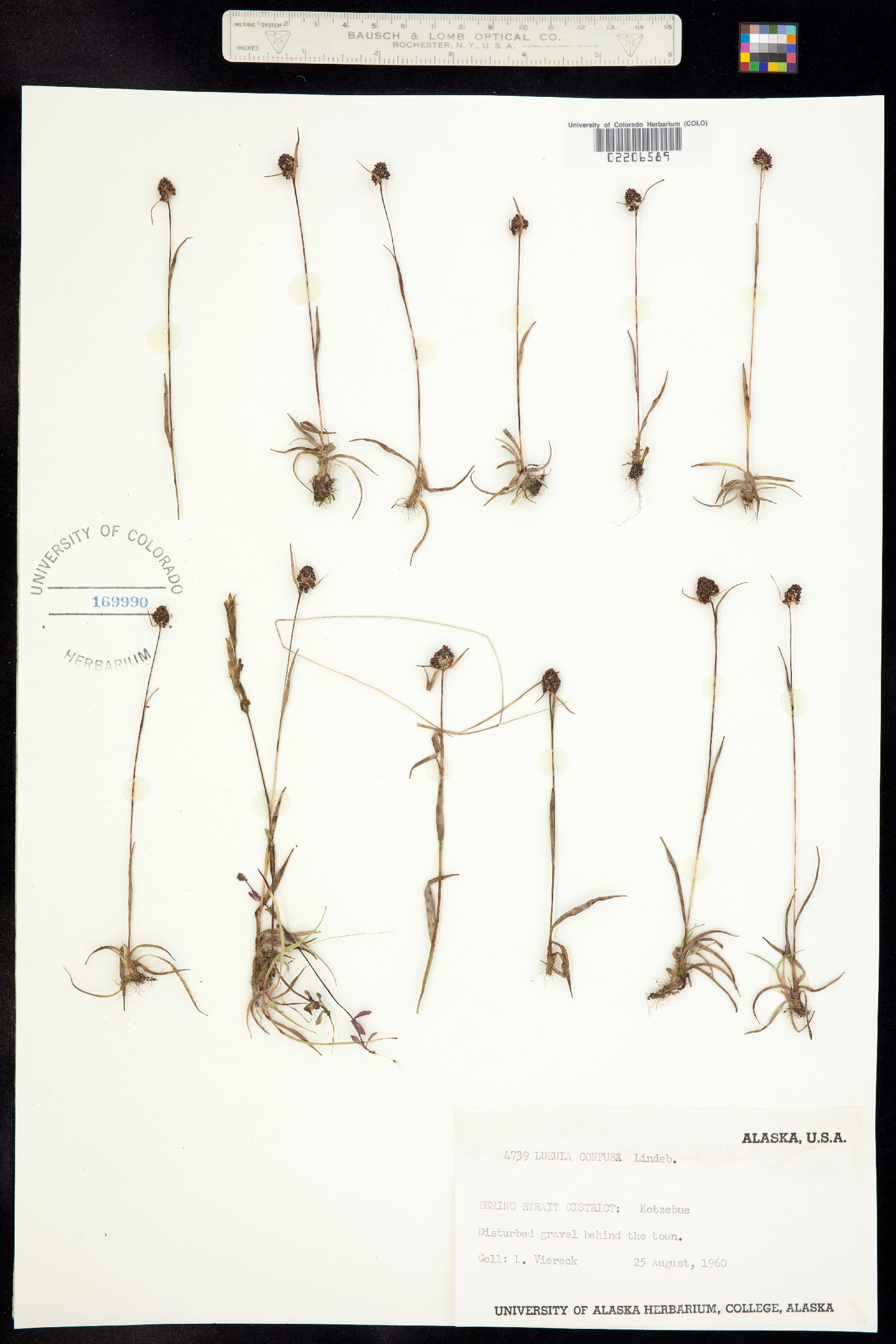 Luzula confusa image