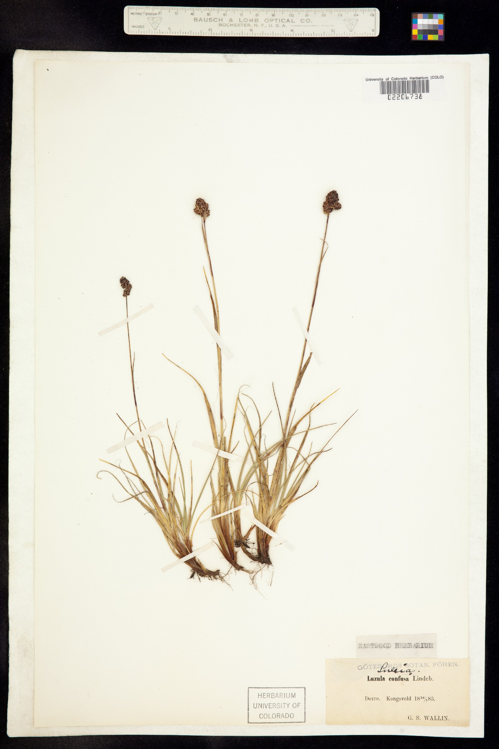 Luzula confusa image