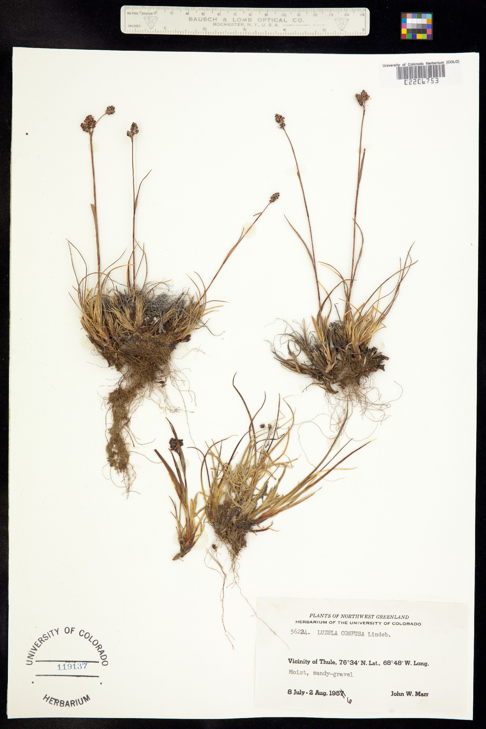 Luzula confusa image