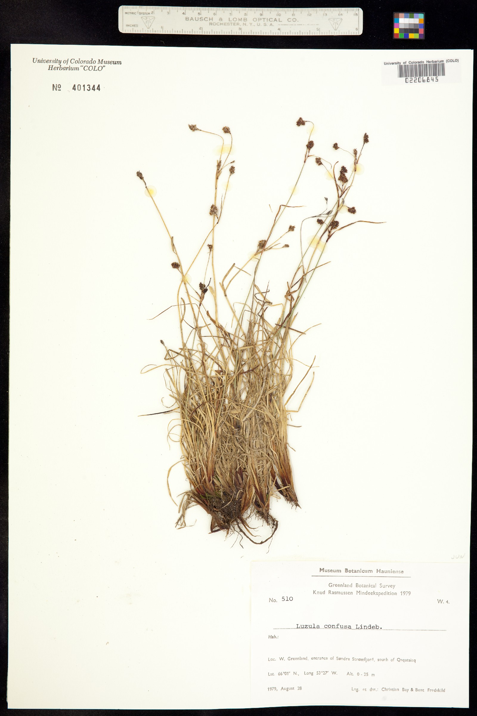 Luzula confusa image