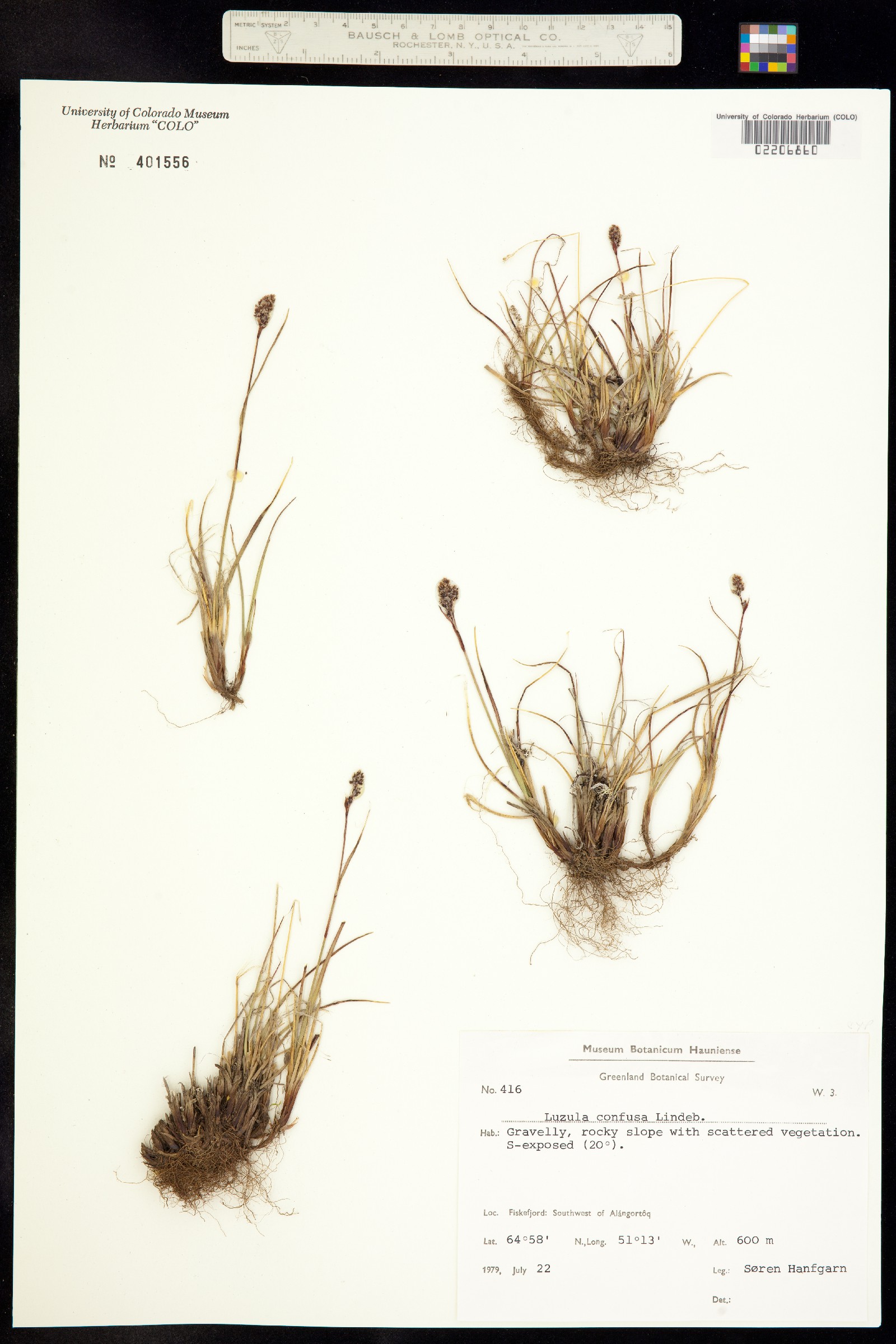 Luzula confusa image
