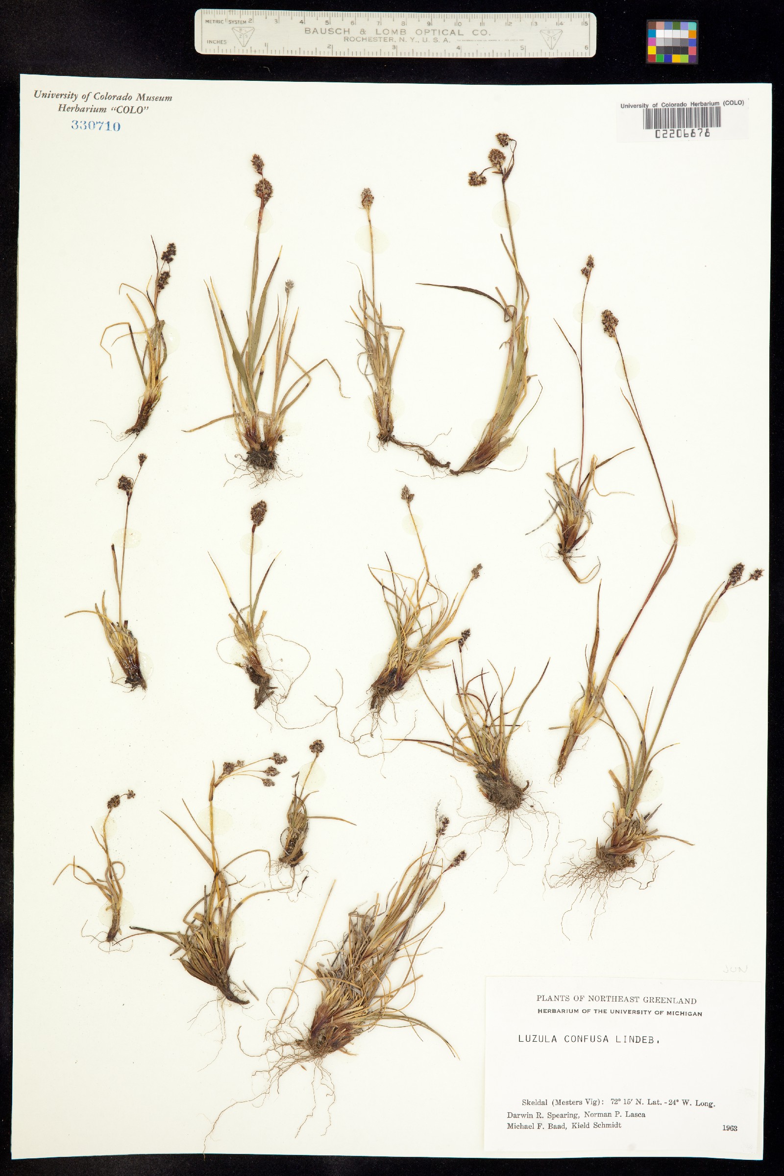 Luzula confusa image