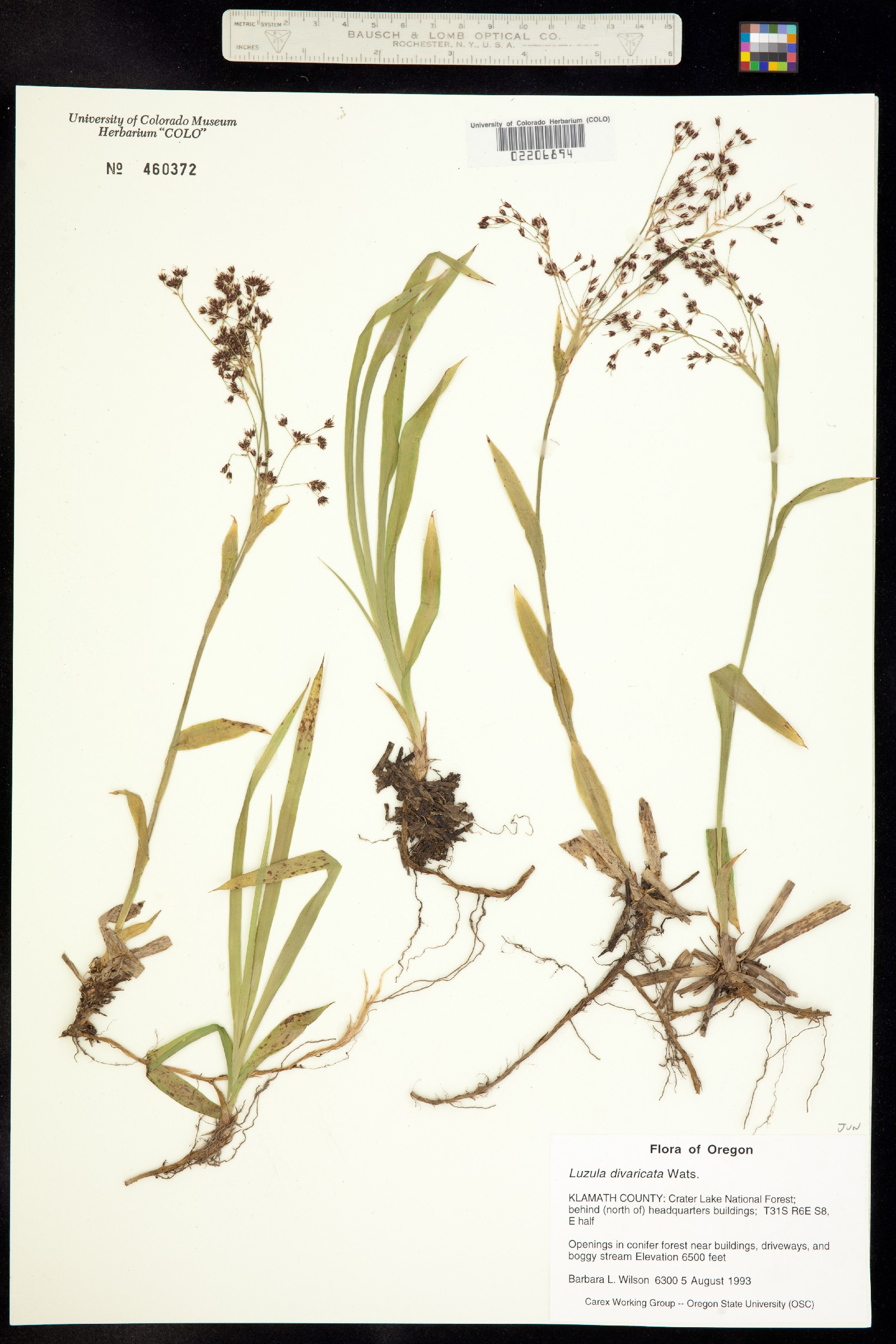 Luzula divaricata image