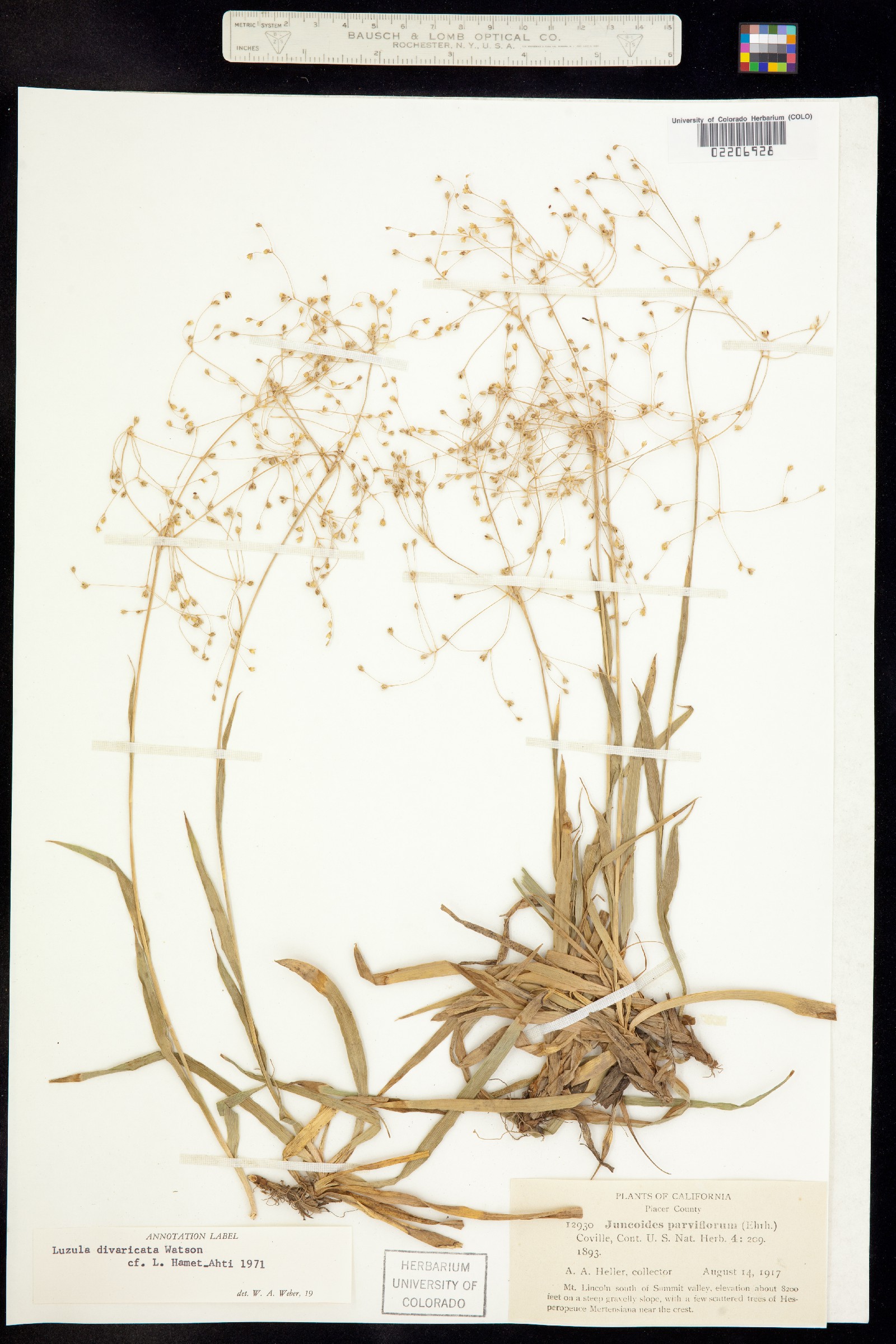 Luzula divaricata image