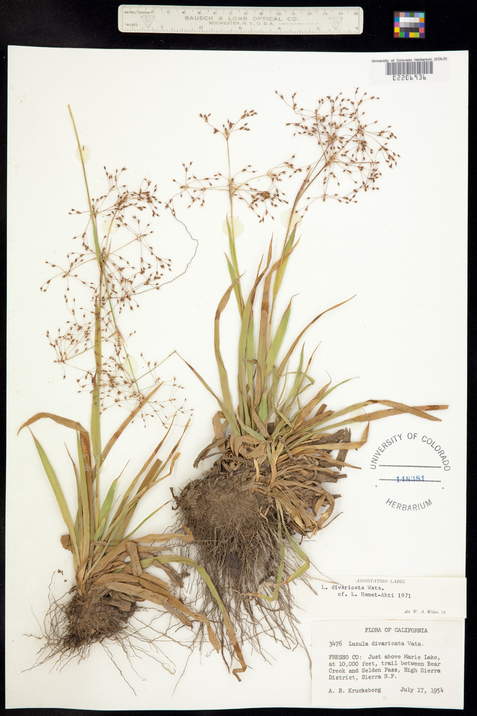 Luzula divaricata image