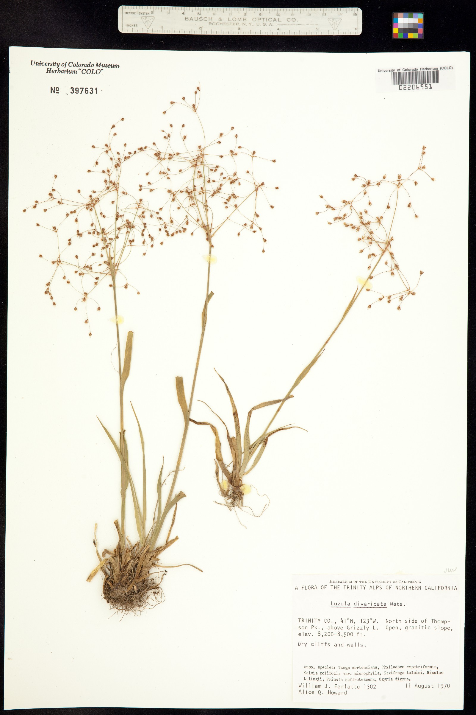 Luzula divaricata image