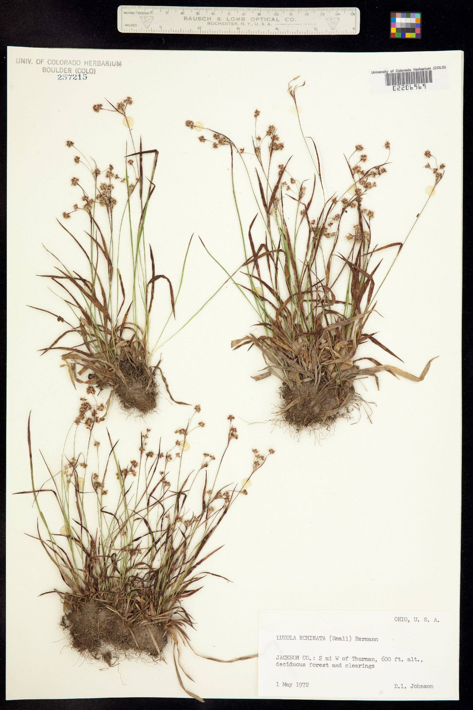 Luzula echinata image