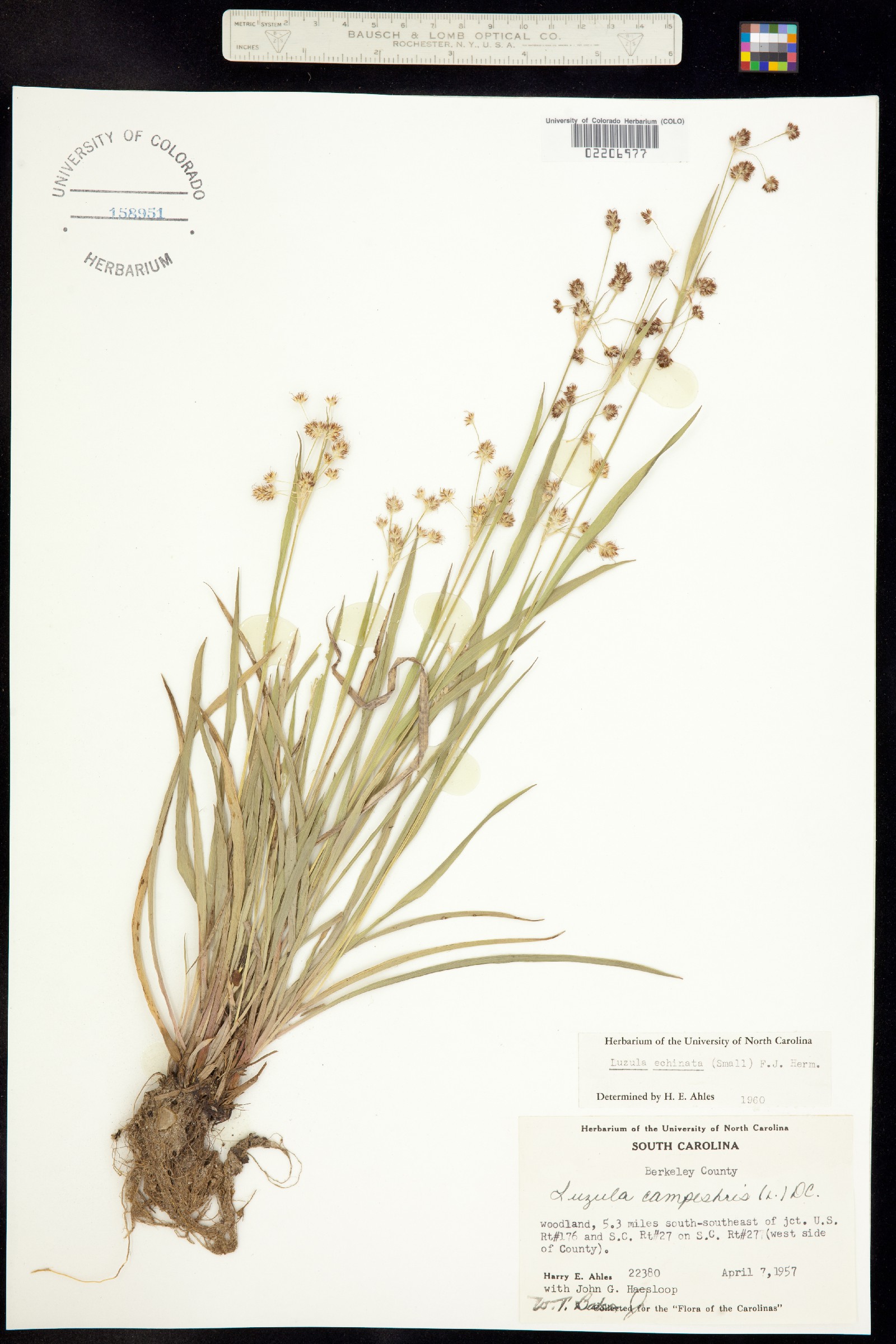 Luzula echinata image