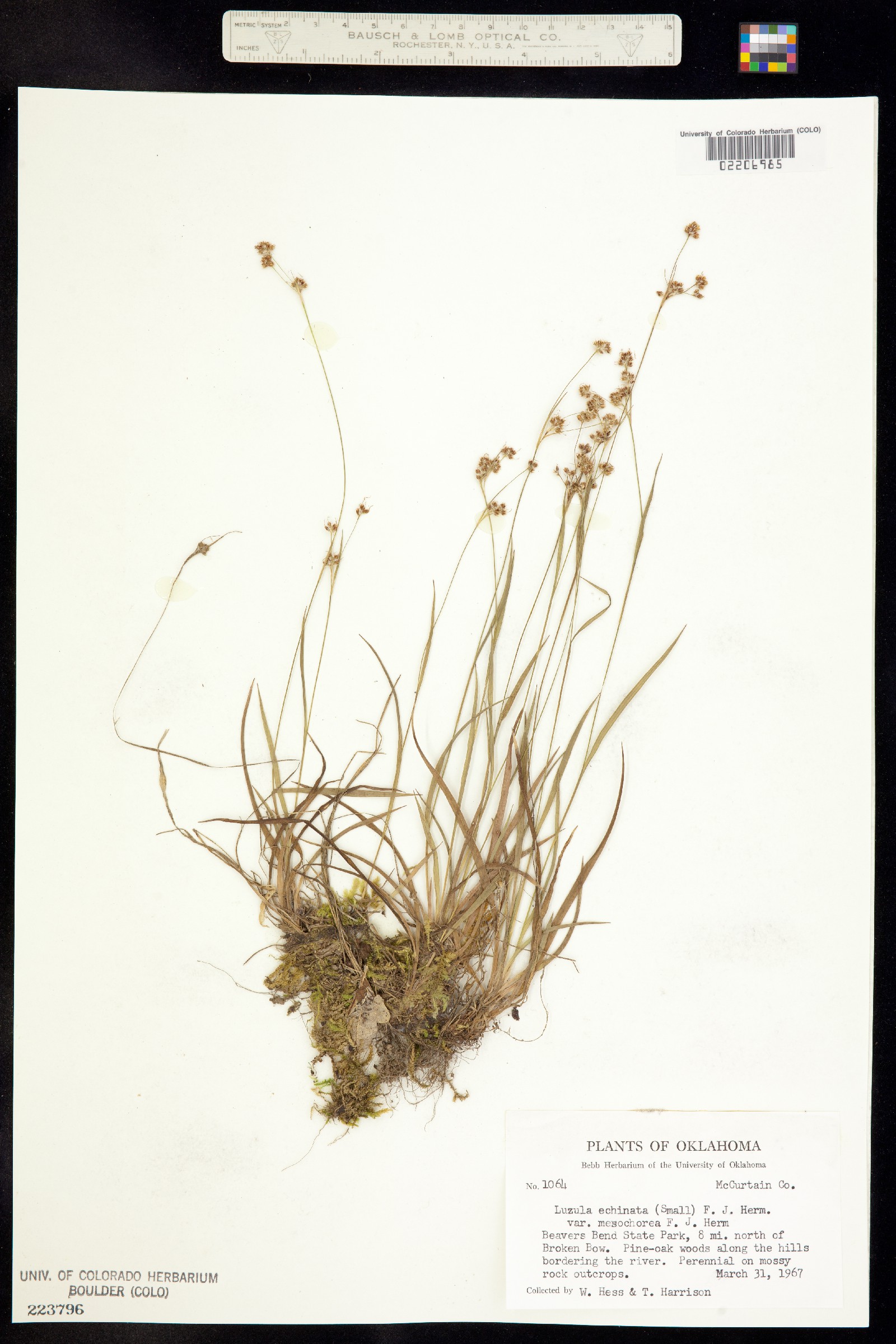 Luzula echinata image
