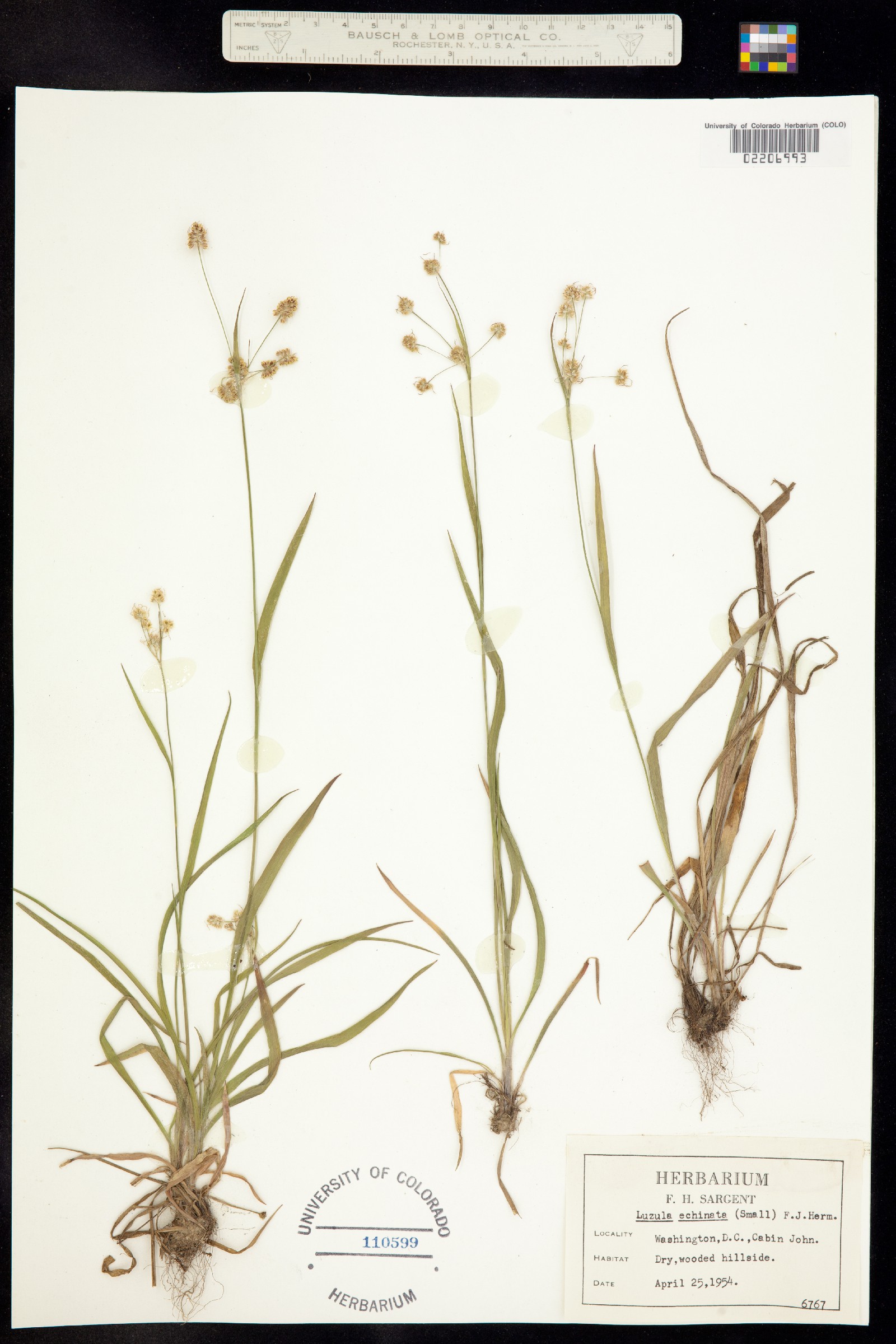 Luzula echinata image