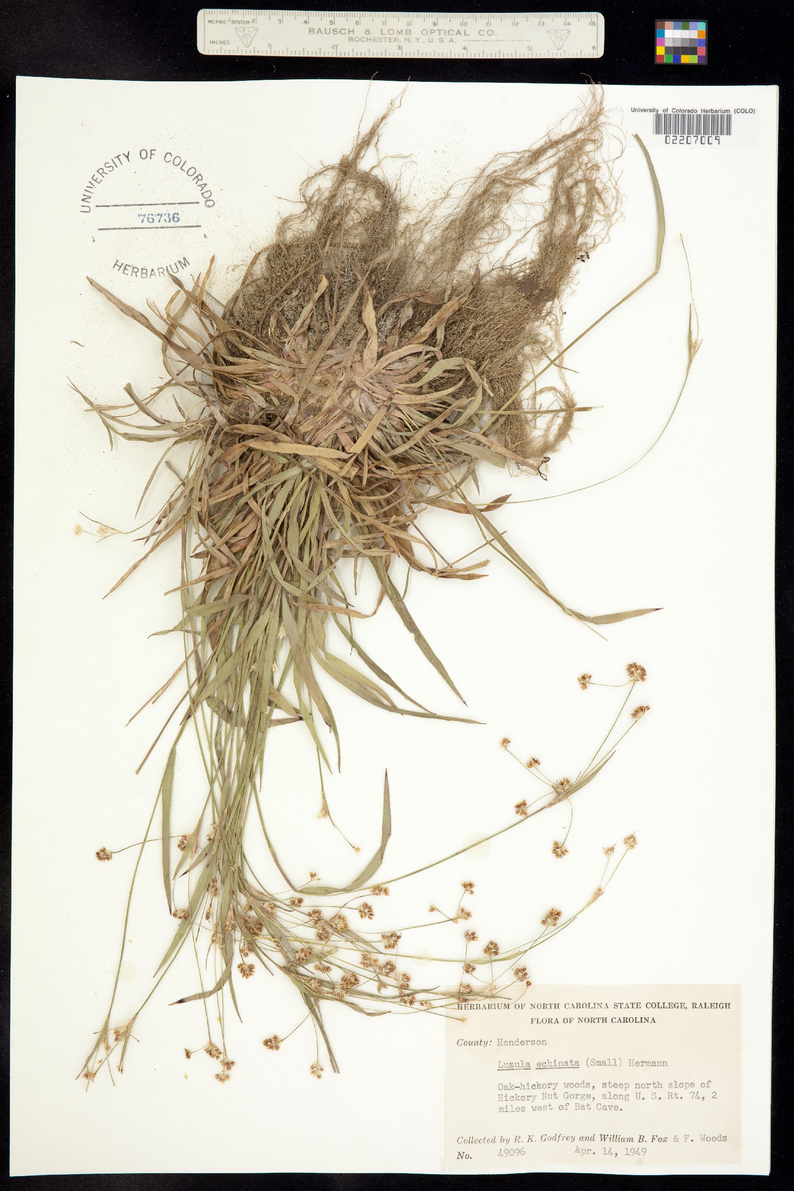 Luzula echinata image
