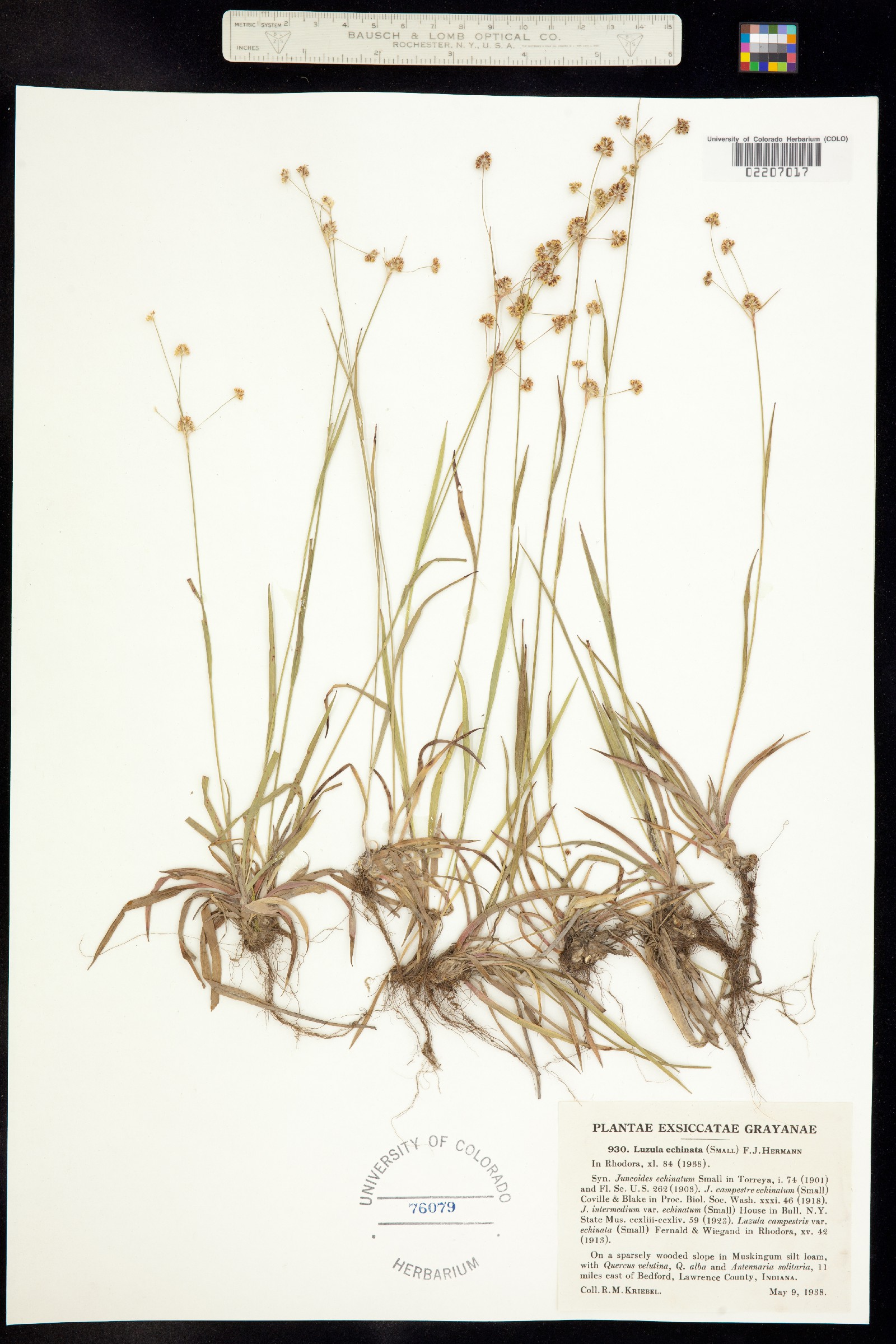 Luzula echinata image