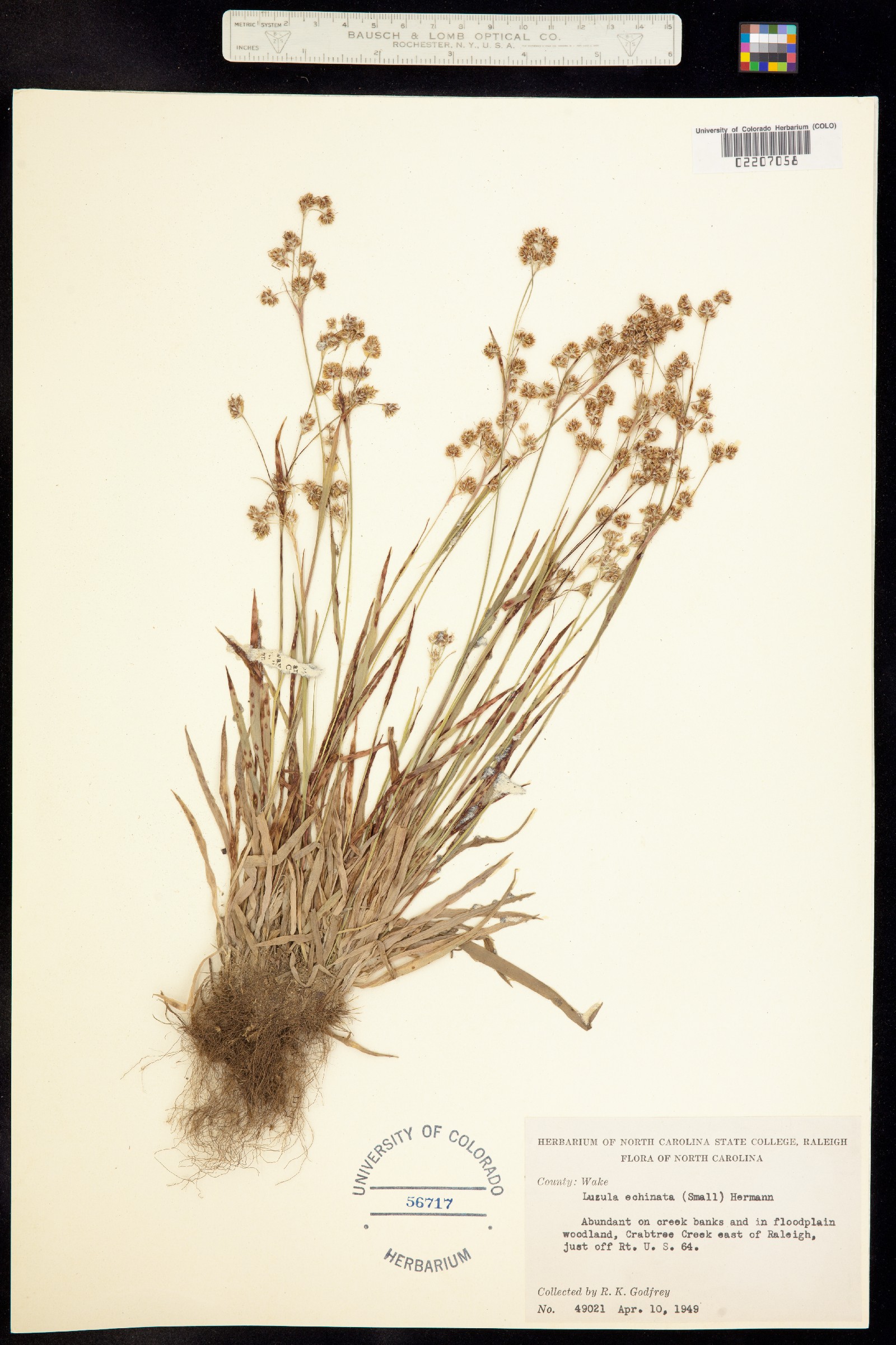 Luzula echinata image