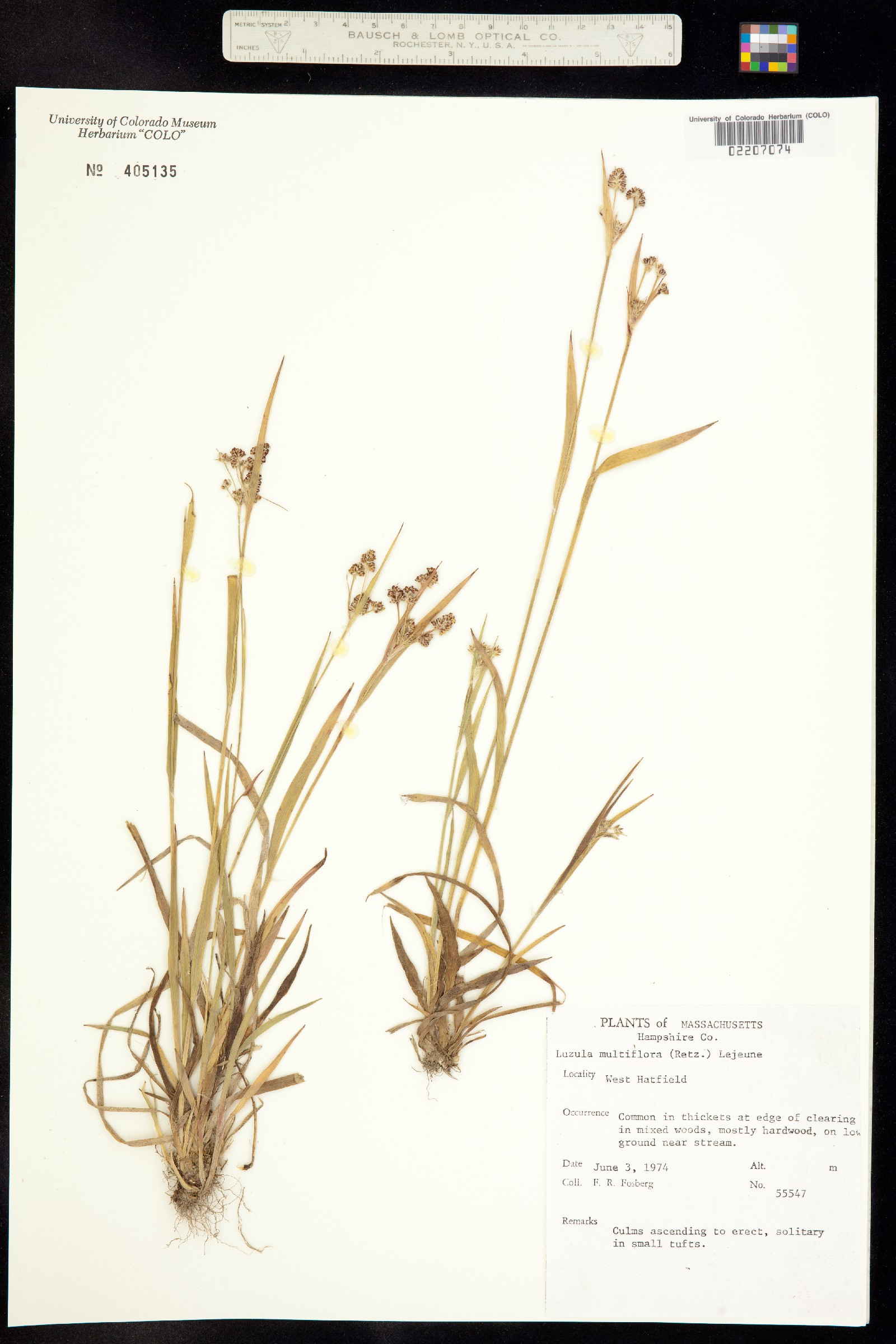 Luzula multiflora image