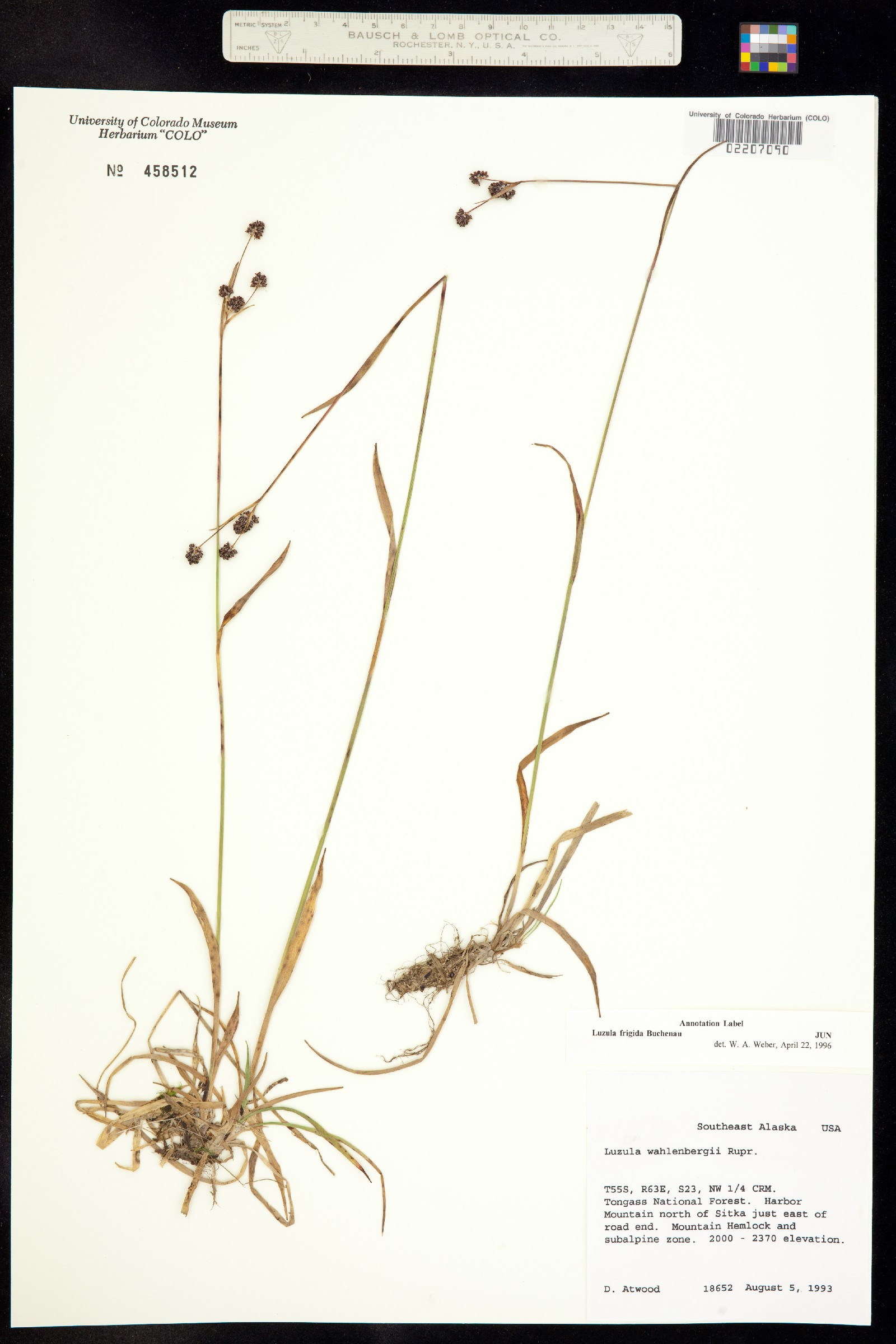 Luzula multiflora image