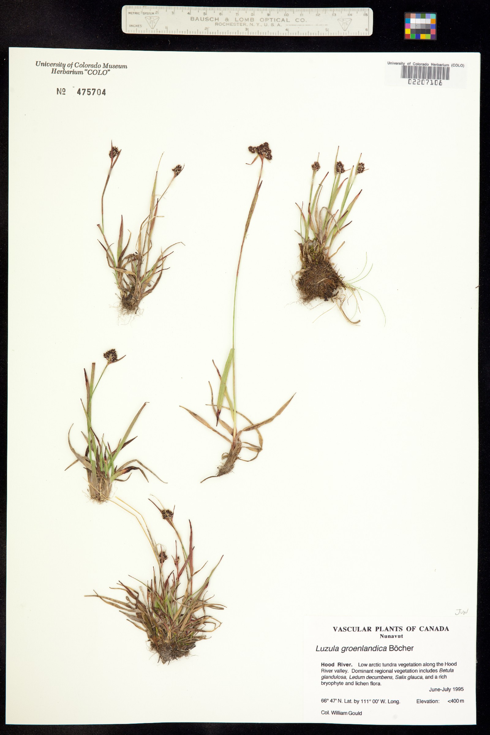 Luzula groenlandica image