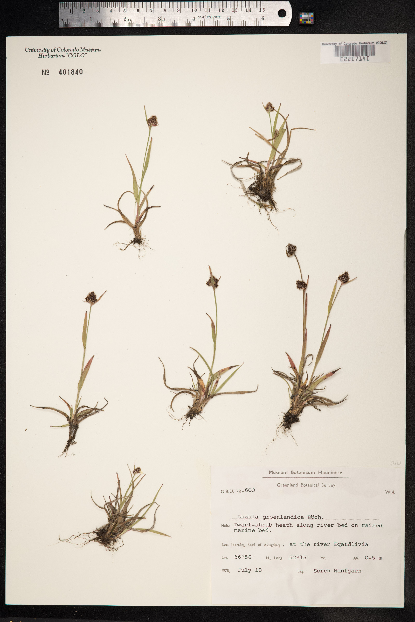 Luzula groenlandica image