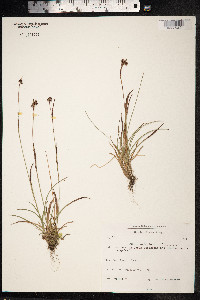 Luzula groenlandica image