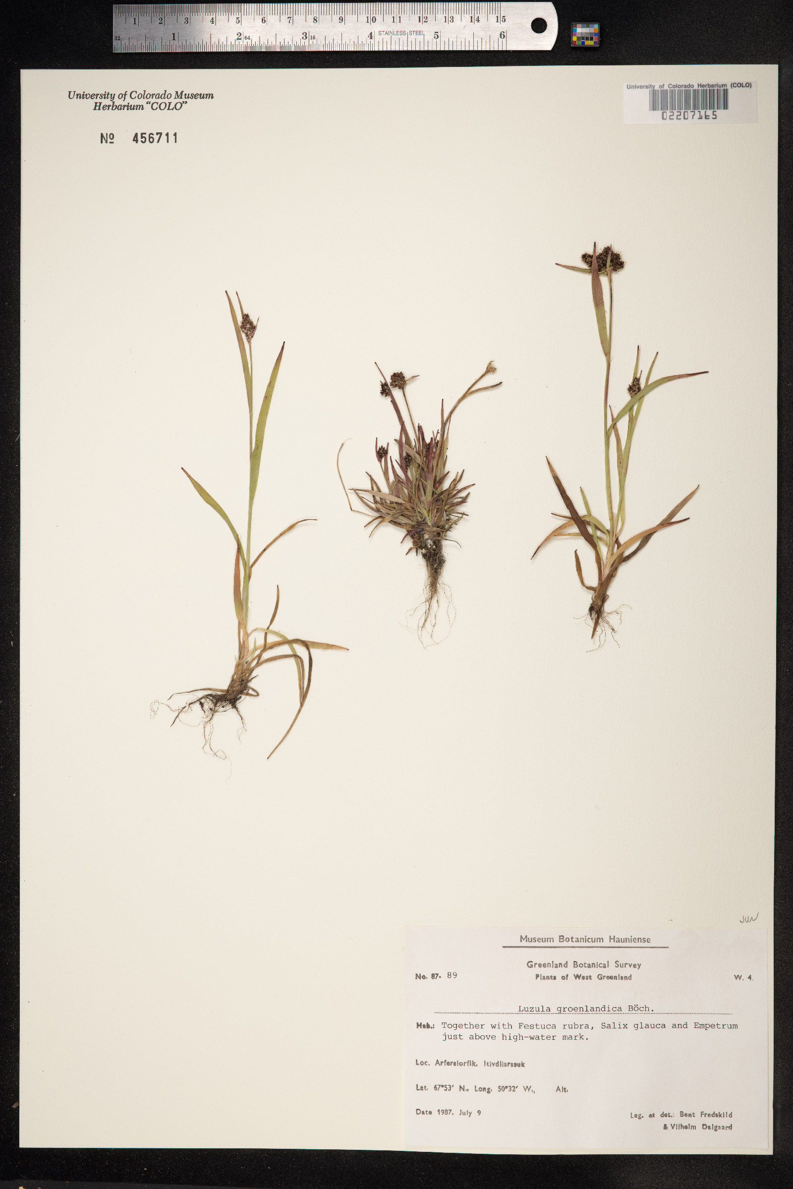 Luzula groenlandica image